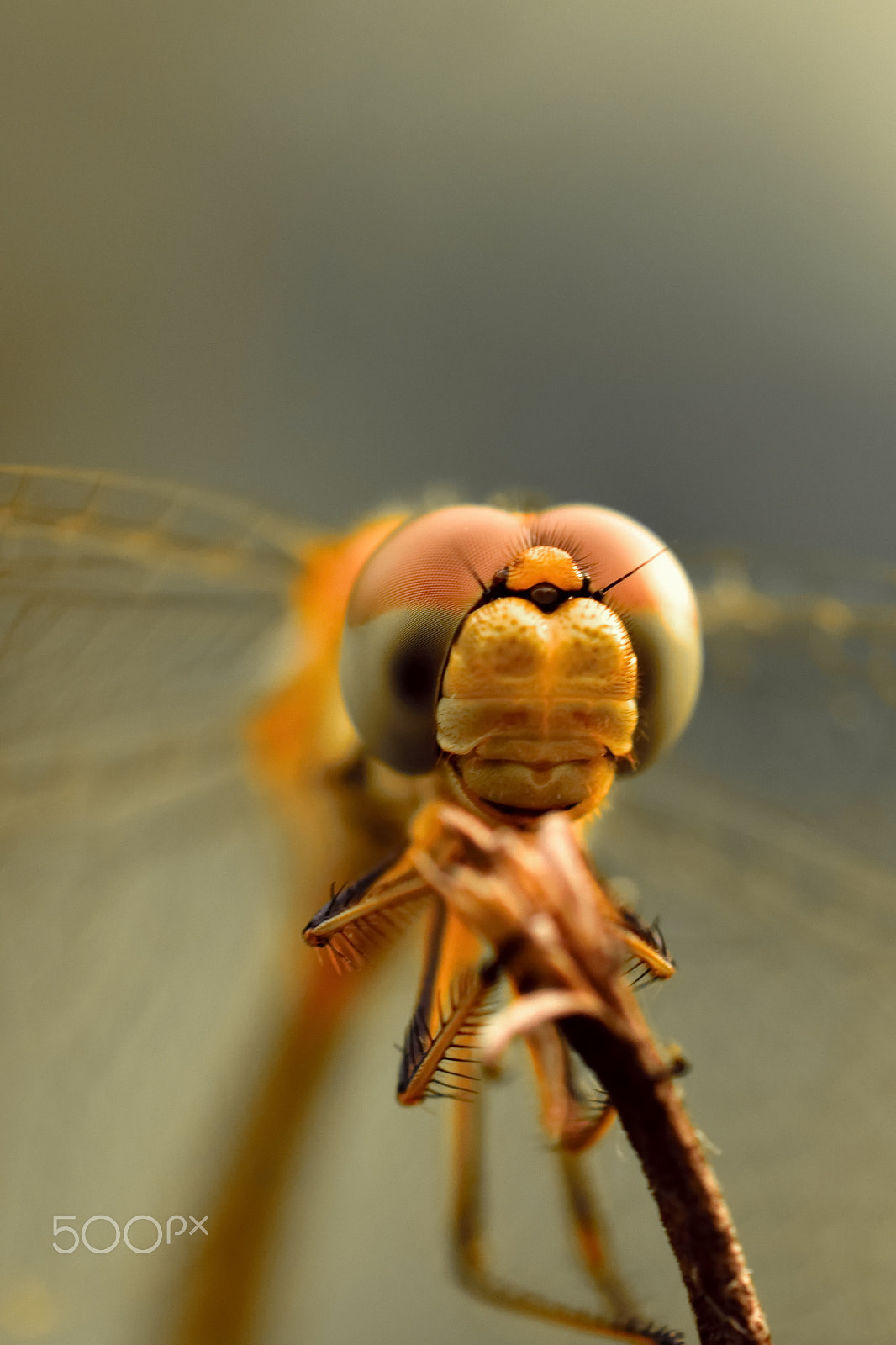 Nikon D5300 + Tamron SP 90mm F2.8 Di VC USD 1:1 Macro sample photo. Dragonfly photography