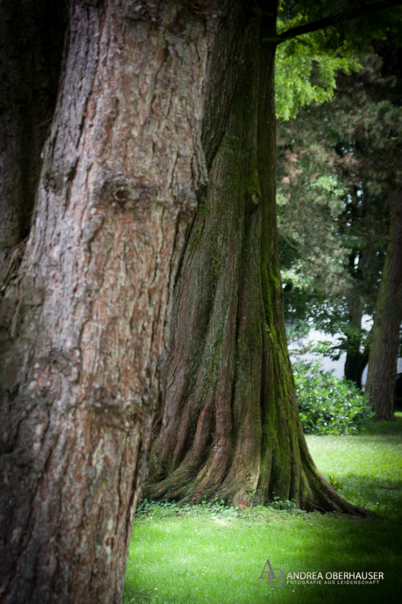 Canon EOS 40D sample photo