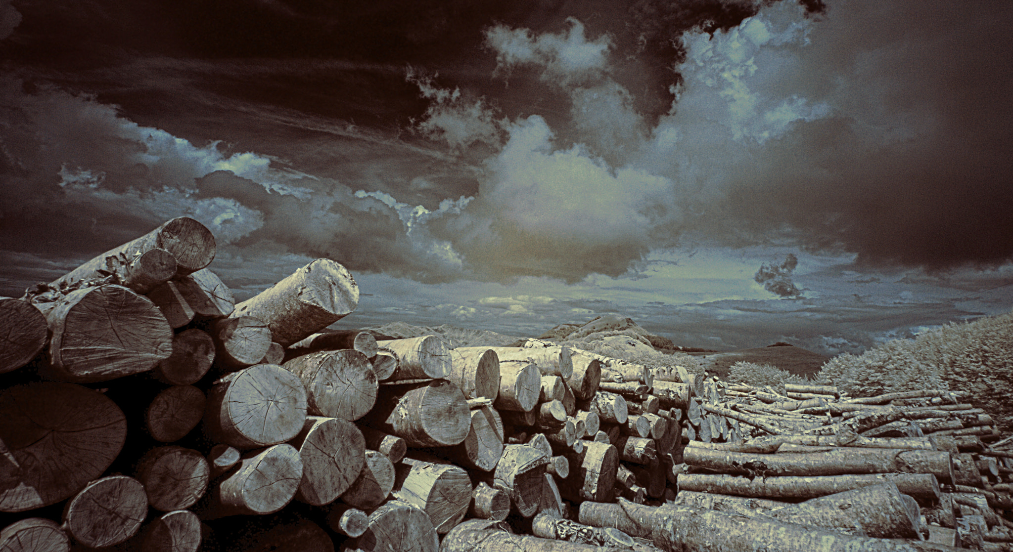 Nikon D80 sample photo. Chopped wood. photography