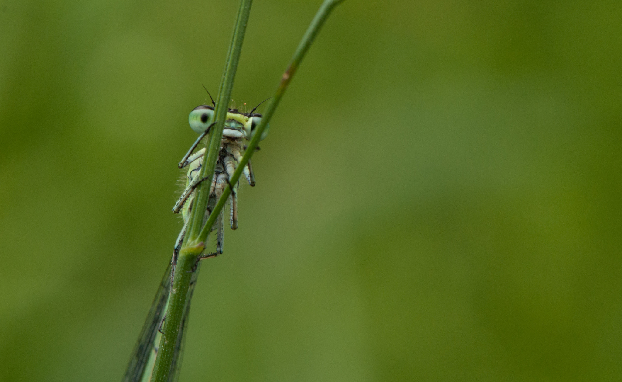 Nikon AF-S DX Micro-Nikkor 85mm F3.5G ED VR sample photo. Green dragonfly photography
