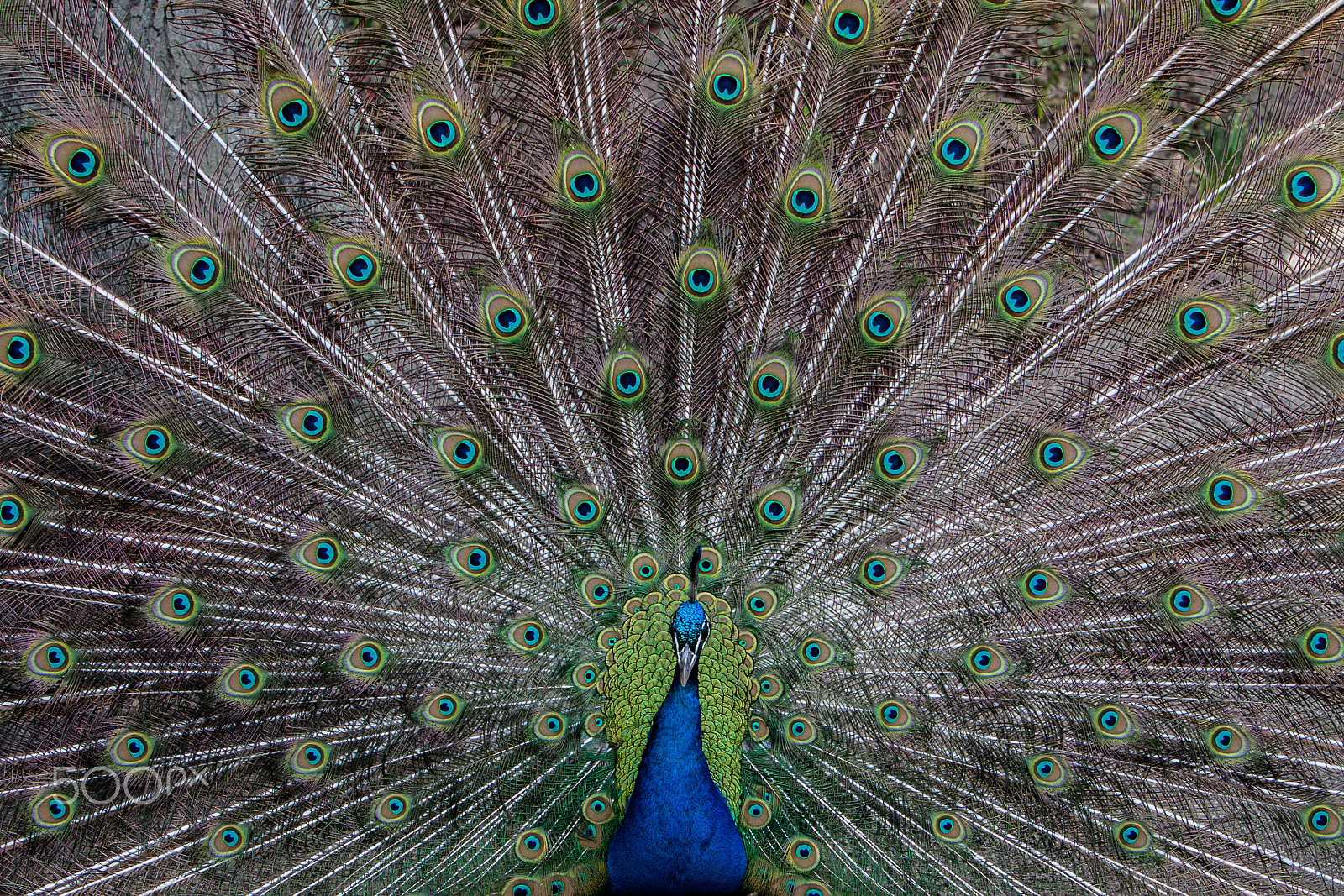 Canon EF 70-200mm F2.8L IS USM sample photo. Peacock photography