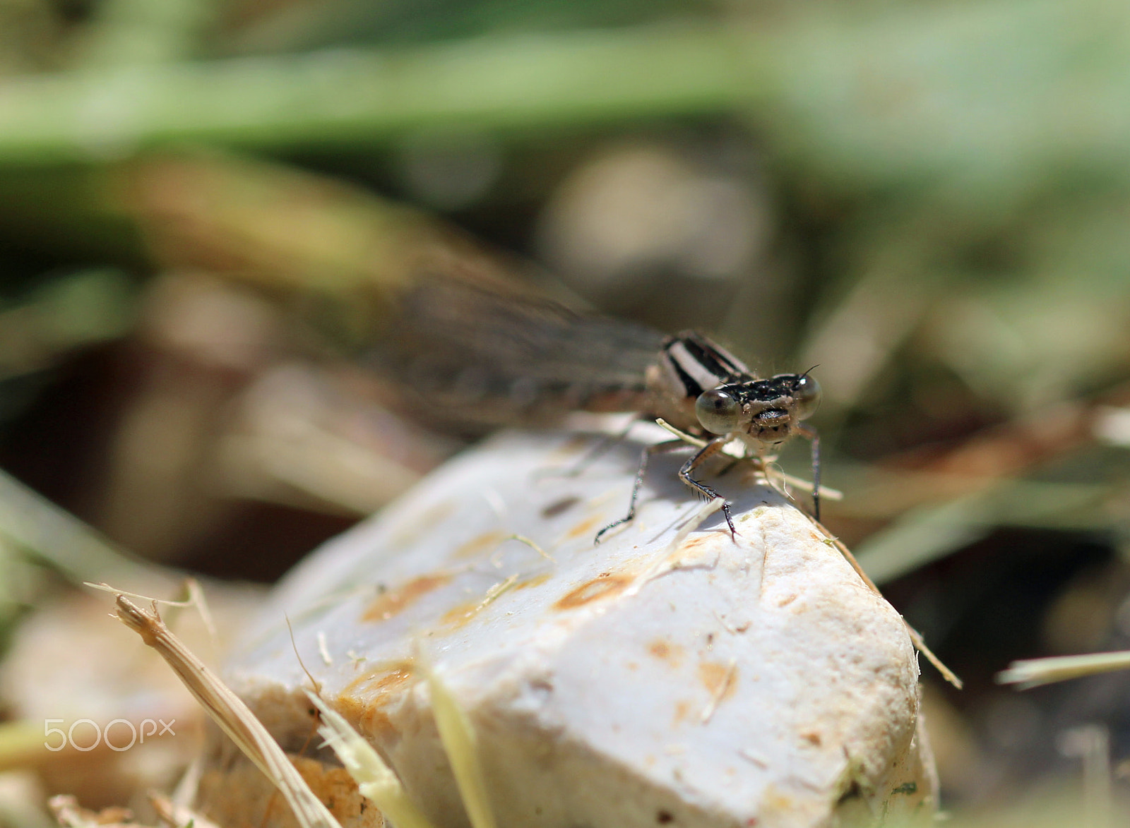 Sigma 105mm F2.8 EX DG OS HSM sample photo. Azure damselfly photography