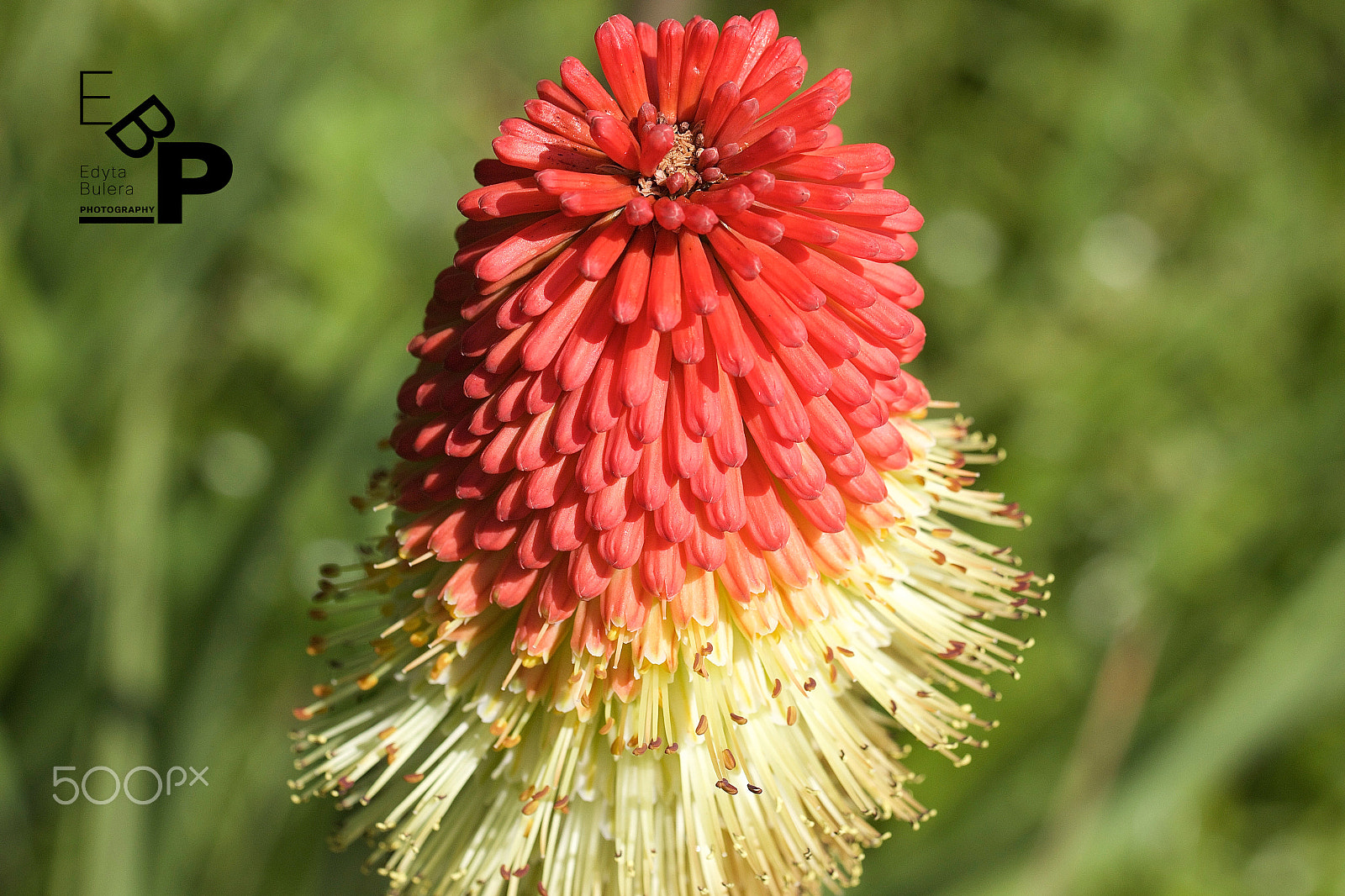 Canon EF 100mm F2.8L Macro IS USM sample photo. Macro by edyta photography