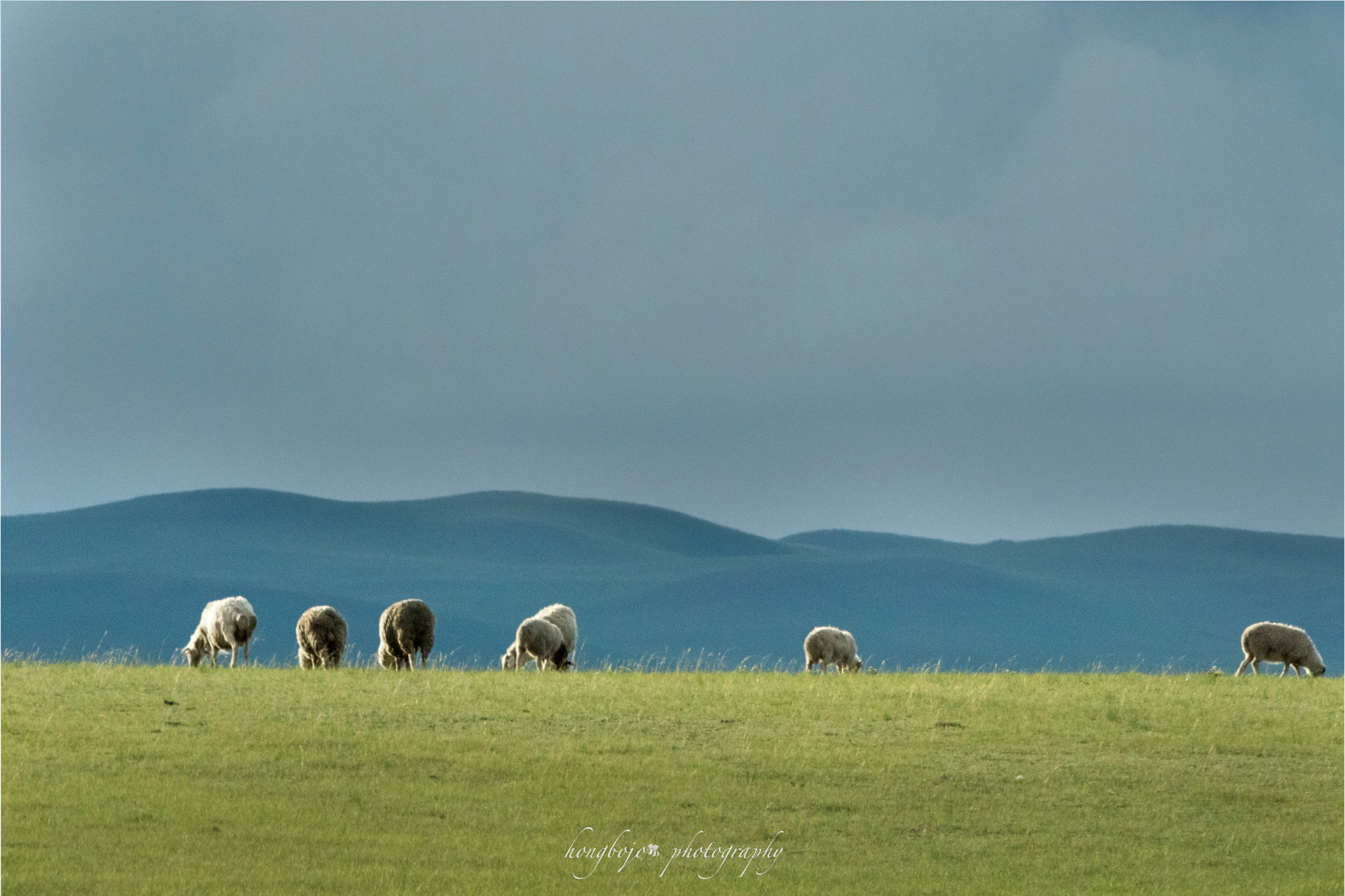 Canon EOS 7D Mark II + Canon EF 70-200mm F2.8L IS II USM sample photo. Sheep under clouds, light and green photography