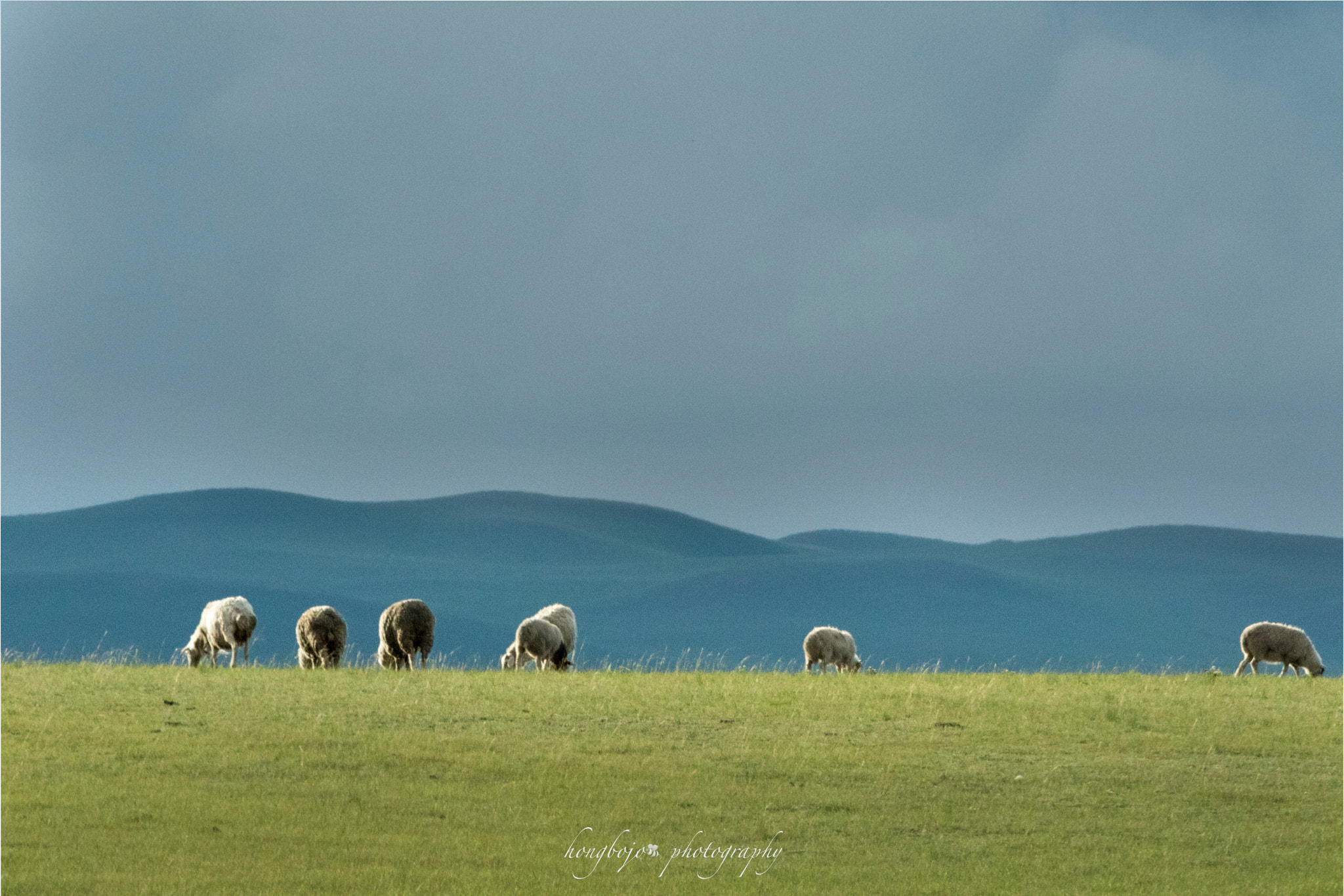 Canon EF 70-200mm F2.8L IS II USM sample photo. Sheep under clouds, light and green photography