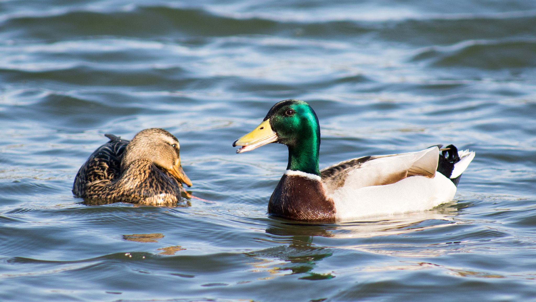 EF75-300mm f/4-5.6 sample photo. Happy ducks photography