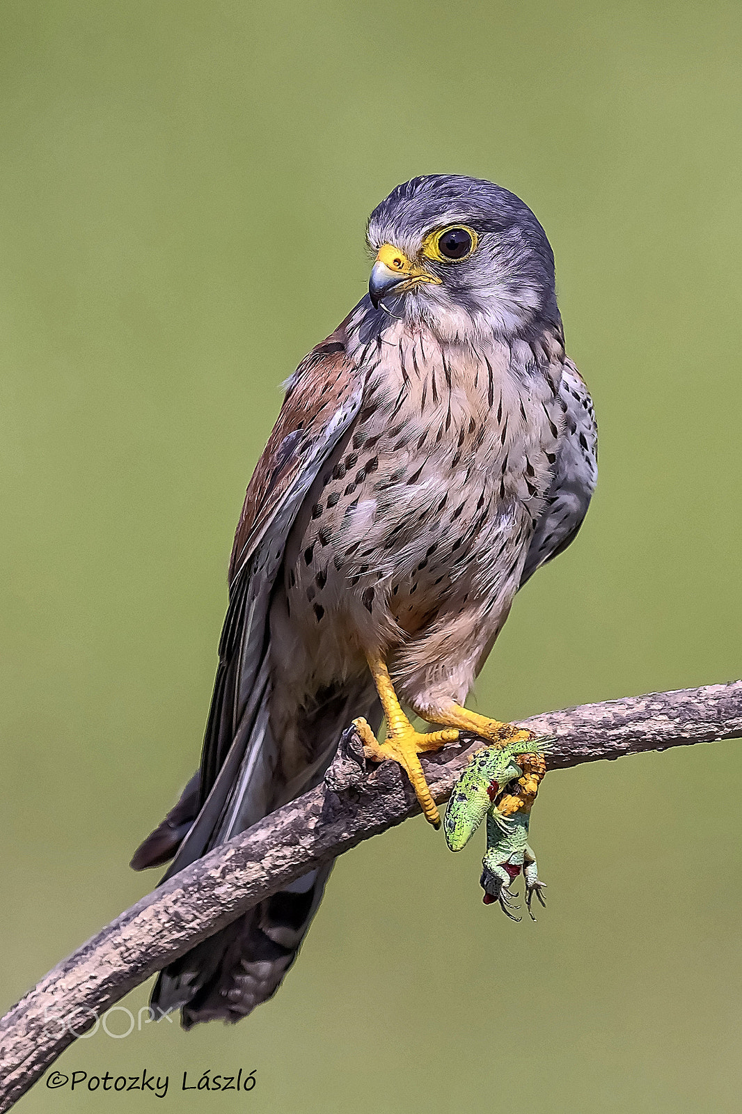 Olympus OM-D E-M1 + OLYMPUS 300mm Lens sample photo. Kestrel with prey photography