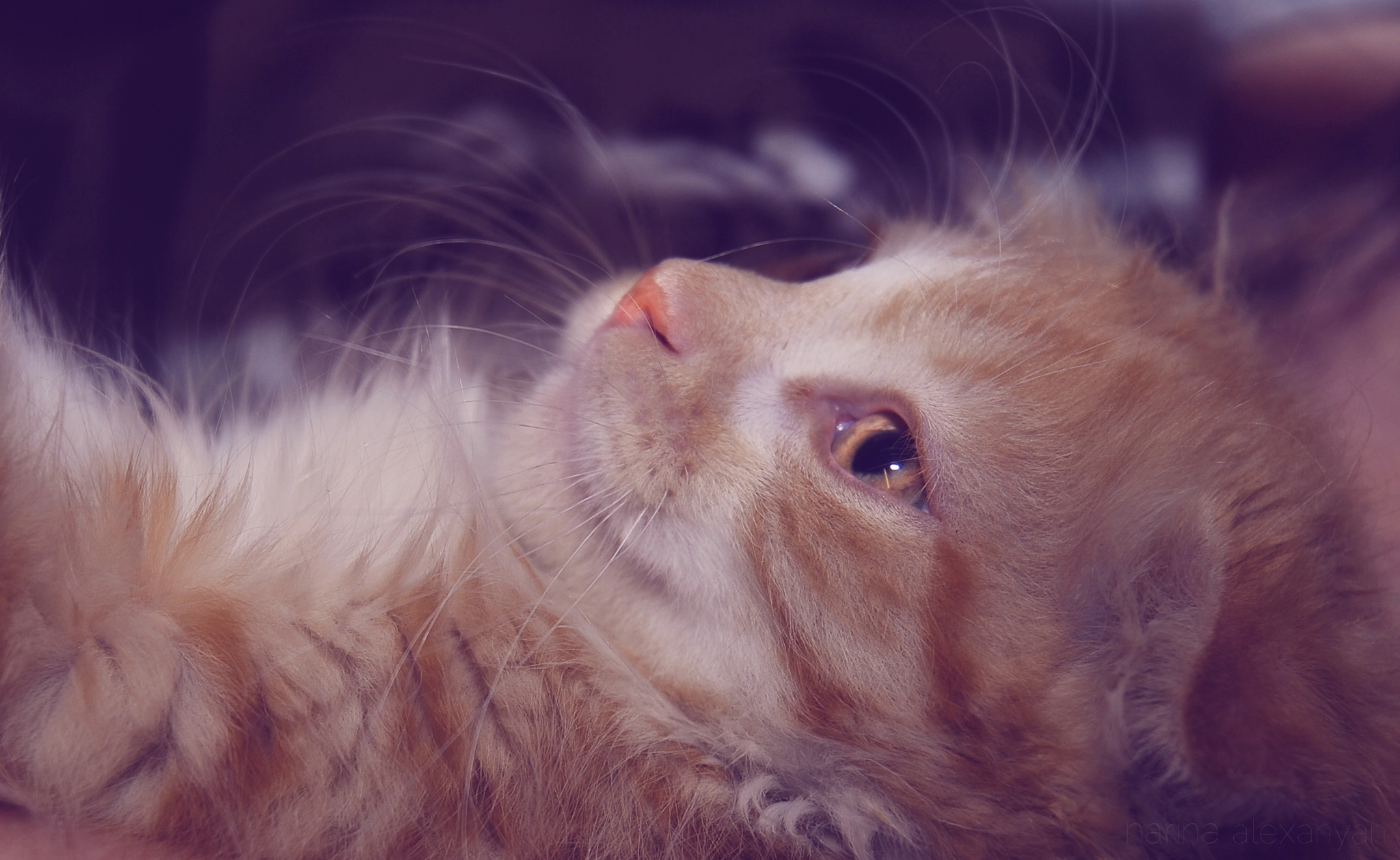 Nikon D60 sample photo. Scottish fold) photography