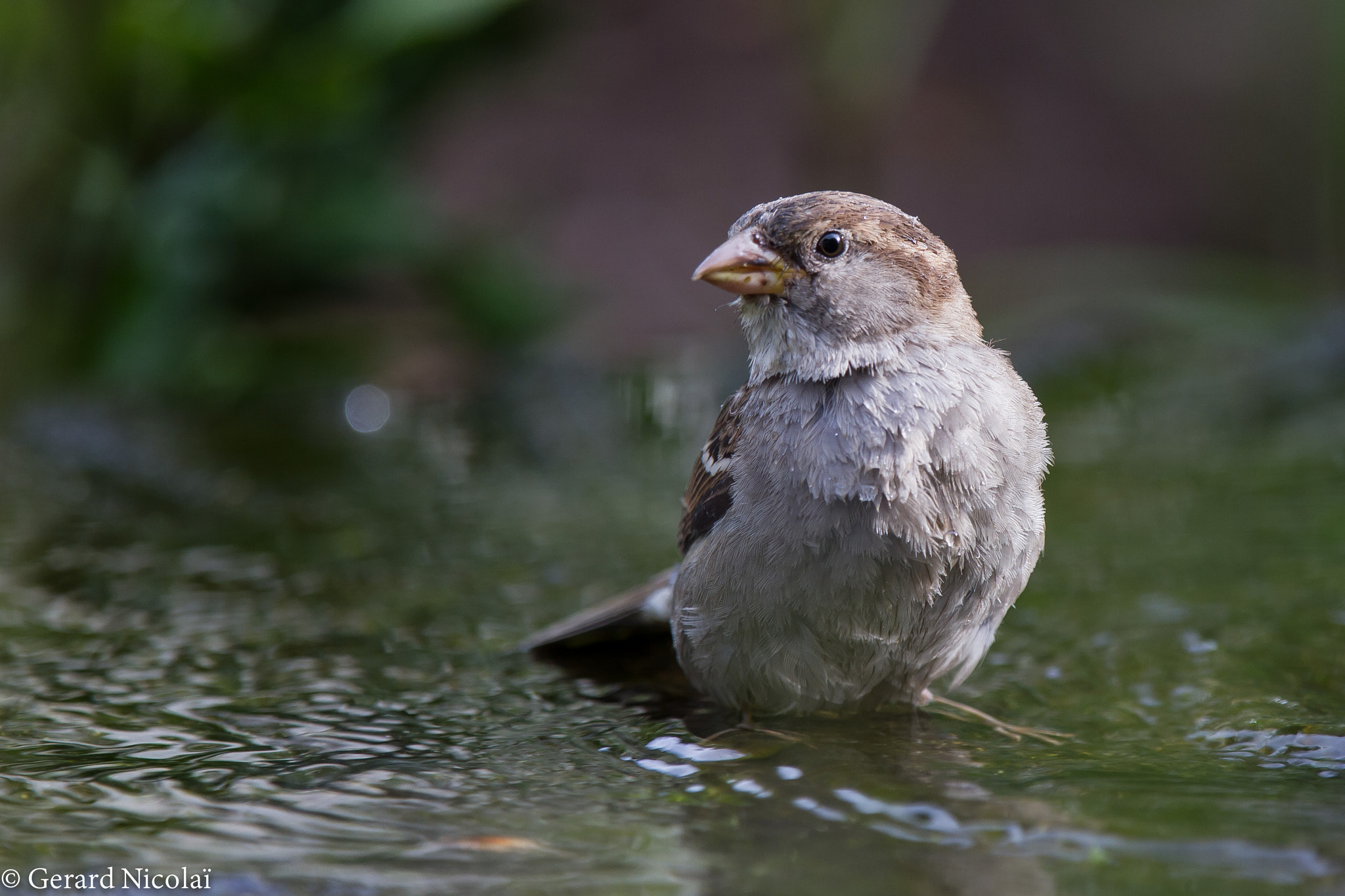 Canon EF 300mm F2.8L IS USM sample photo. Female sparrow taking a bath photography