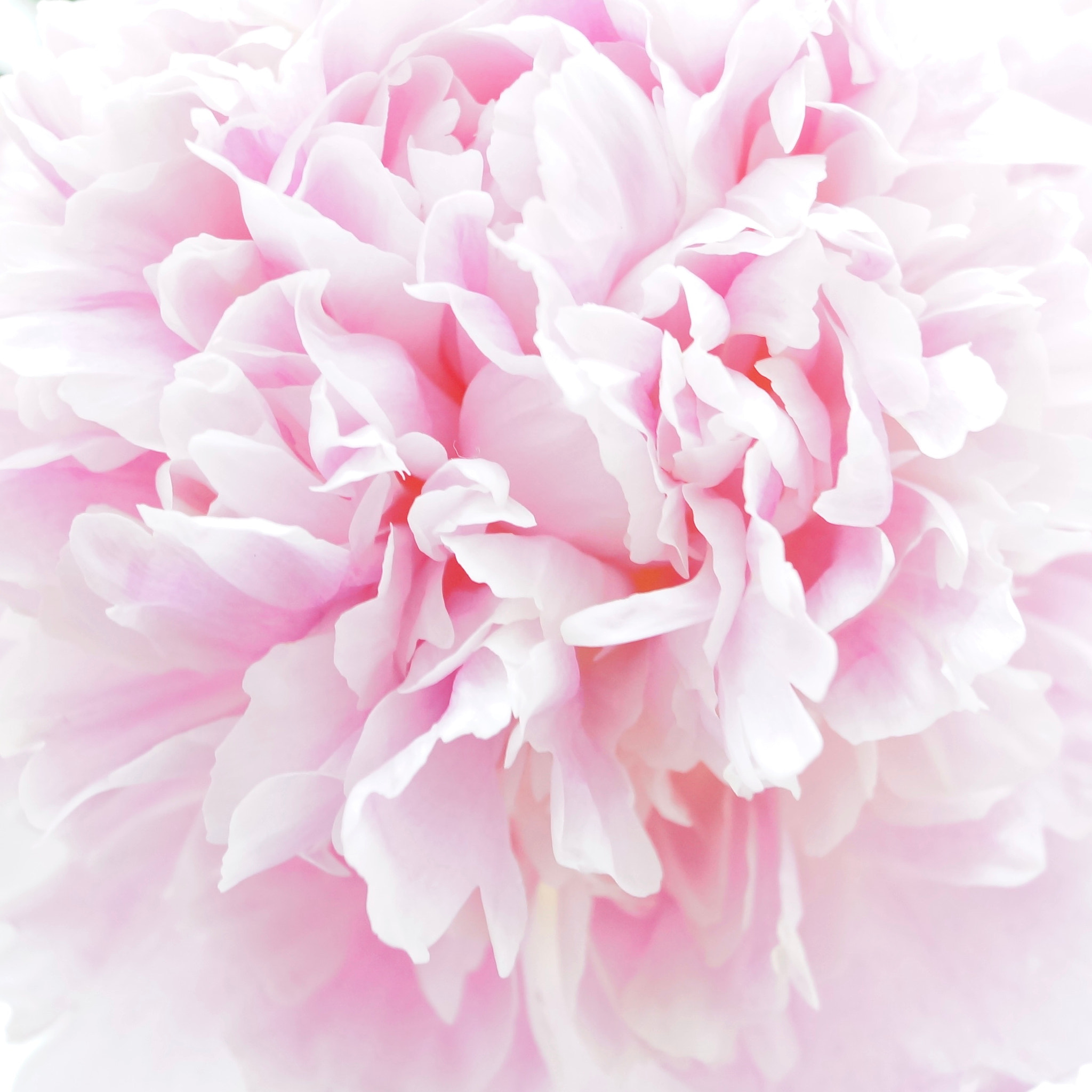 Sony DT 18-55mm F3.5-5.6 SAM II sample photo. Peony photography