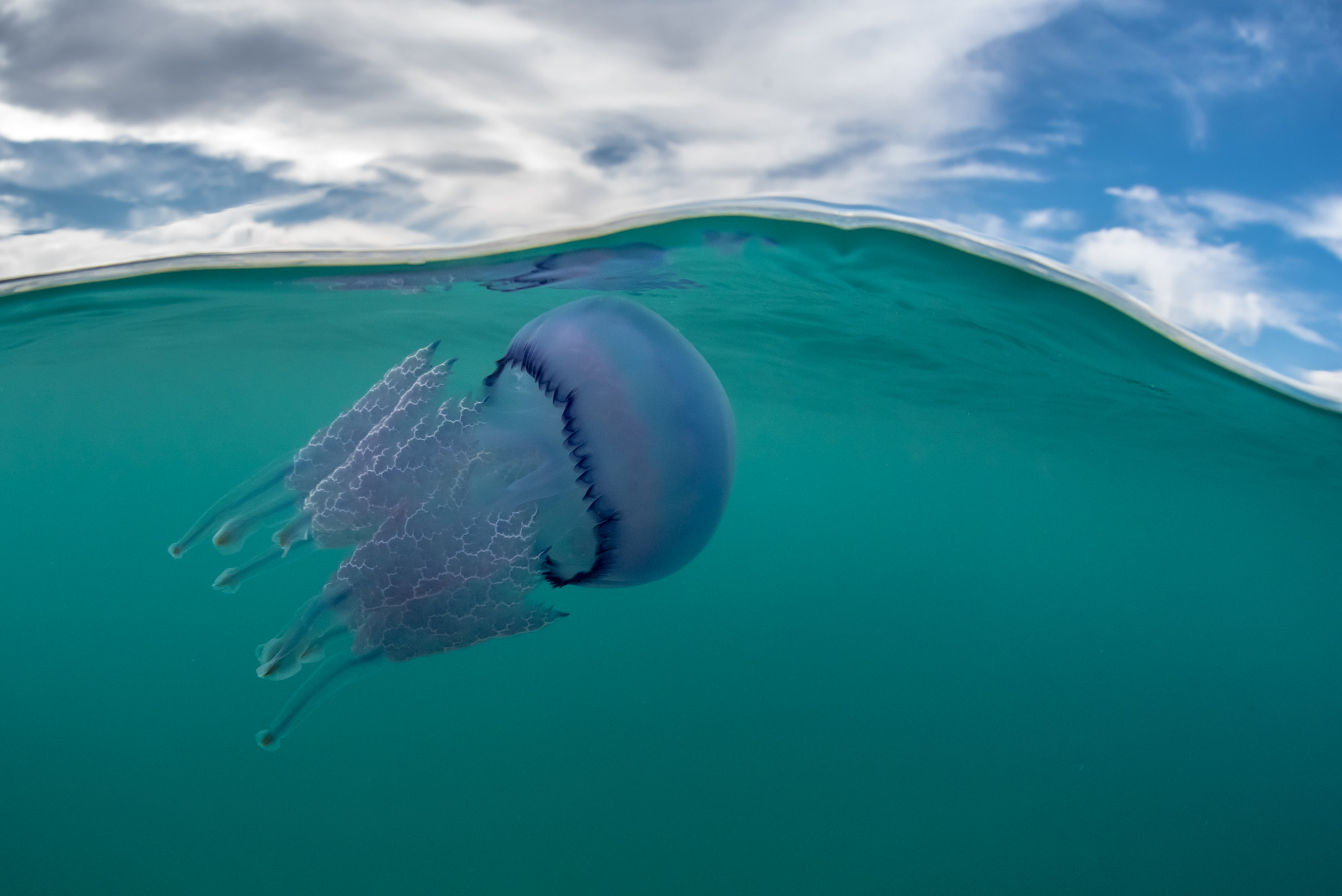 Nikon D750 + Sigma 15mm F2.8 EX DG Diagonal Fisheye sample photo. Rhizostoma photography