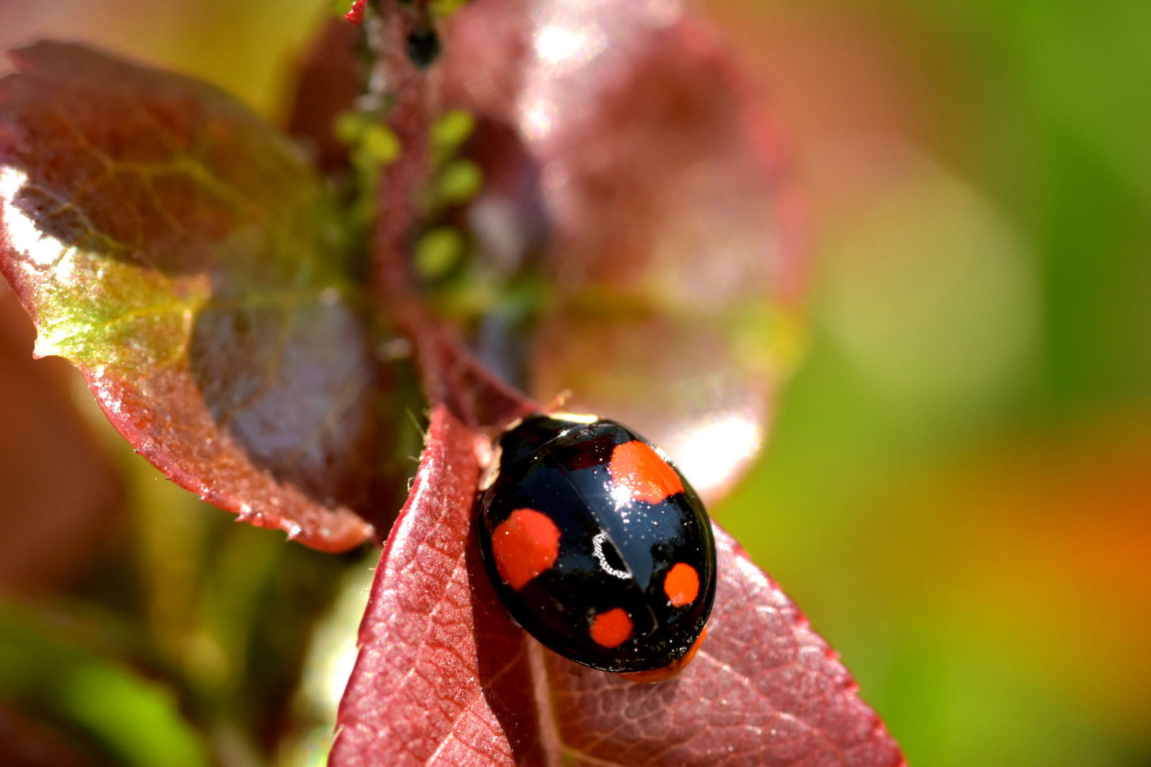 Nikon D7200 + Sigma 105mm F2.8 EX DG Macro sample photo. The bug photography