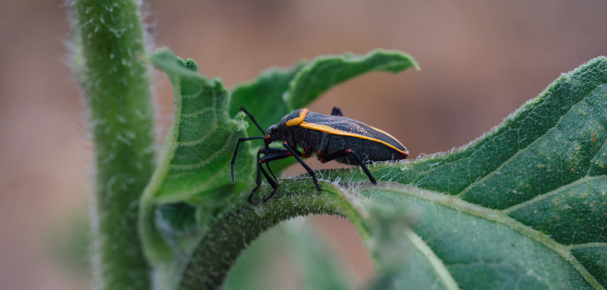 Sony Alpha NEX-6 + E 50mm F2.8 sample photo. Macro 4 photography