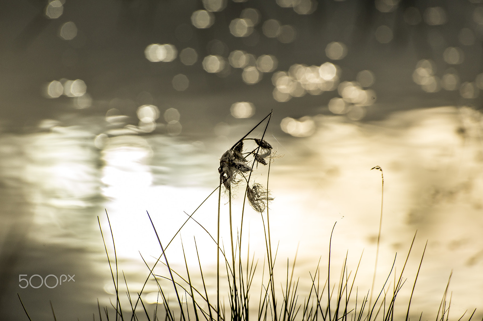 Sigma 70-300mm F4-5.6 APO DG Macro sample photo. Wild grass photography
