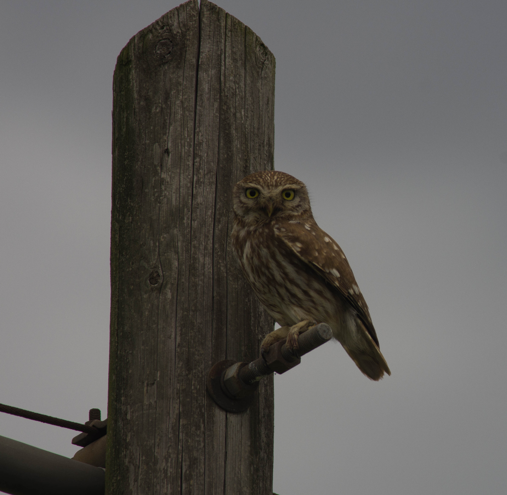 Pentax K-5 + smc PENTAX-F* 300mm F4.5 ED[IF] sample photo. Otus scops photography