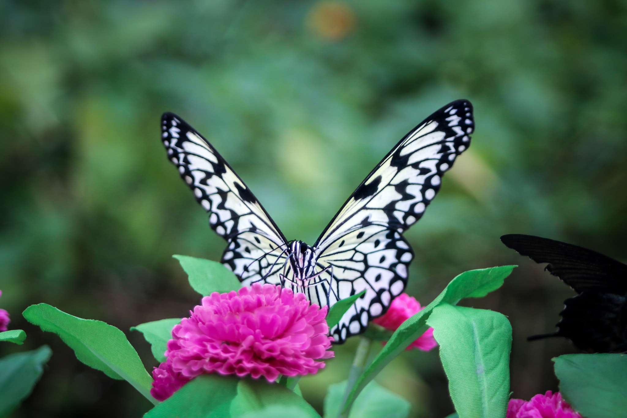 Canon EOS 70D + Canon EF 28-80mm f/3.5-5.6 USM sample photo. Butterfly photography