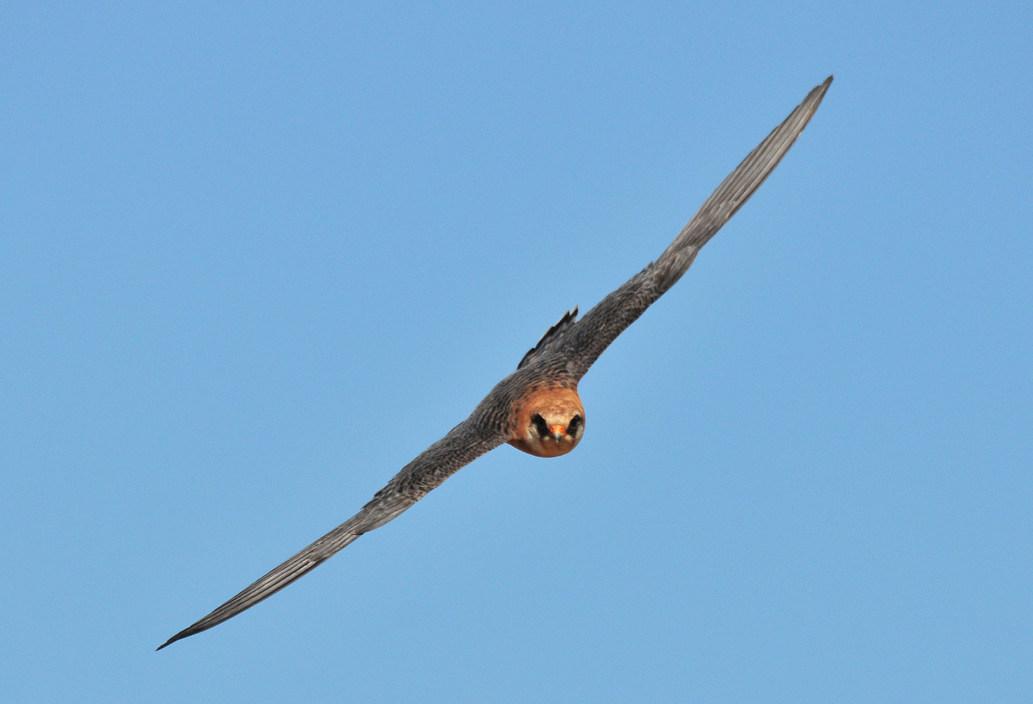 Nikon D300S sample photo. Falco vespertinus photography