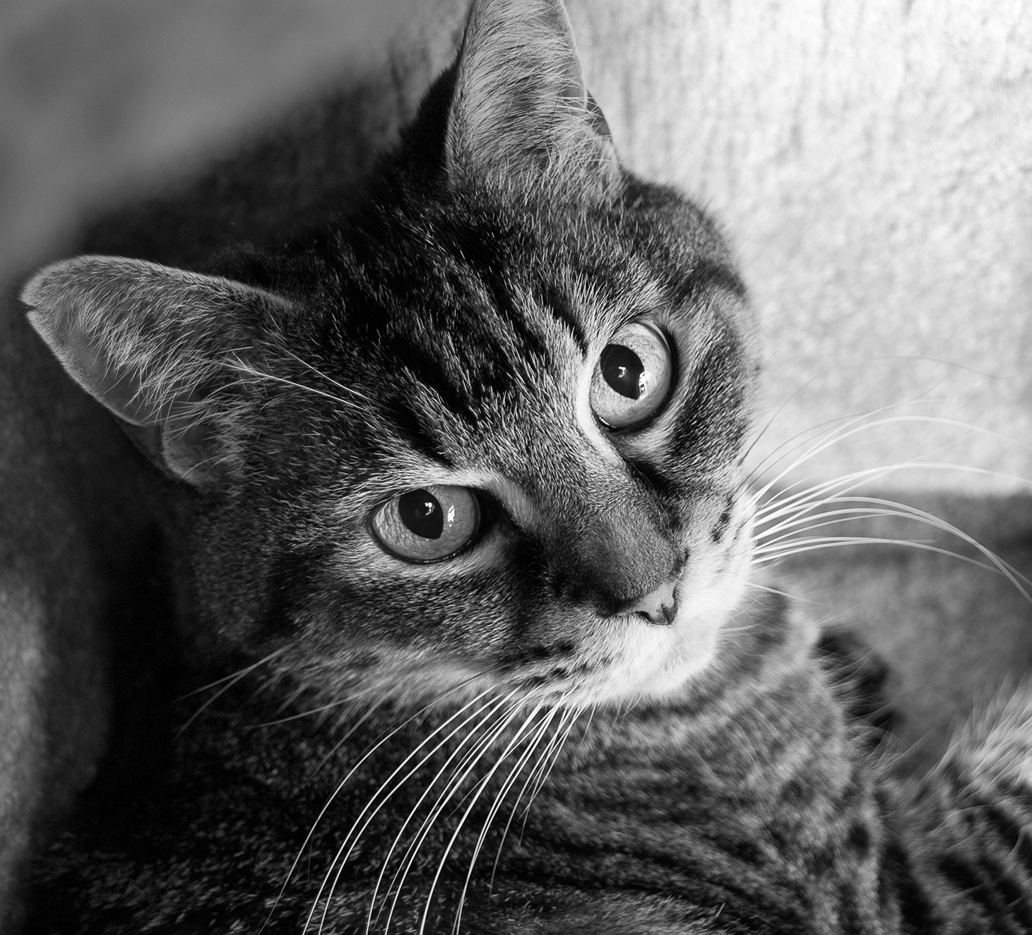 Sigma 18-250mm F3.5-6.3 DC OS HSM sample photo. What a face photography