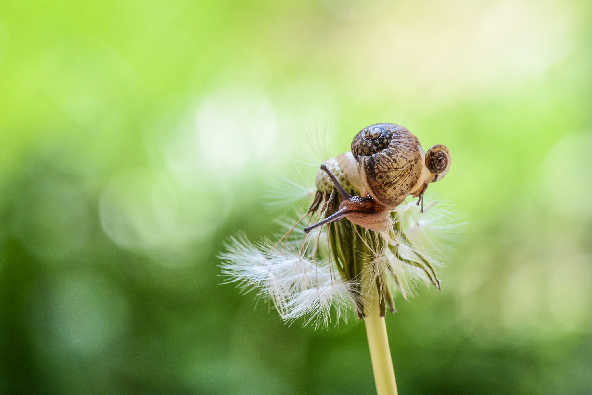 Nikon D3200 + Tamron SP 90mm F2.8 Di VC USD 1:1 Macro sample photo. Stay with me photography