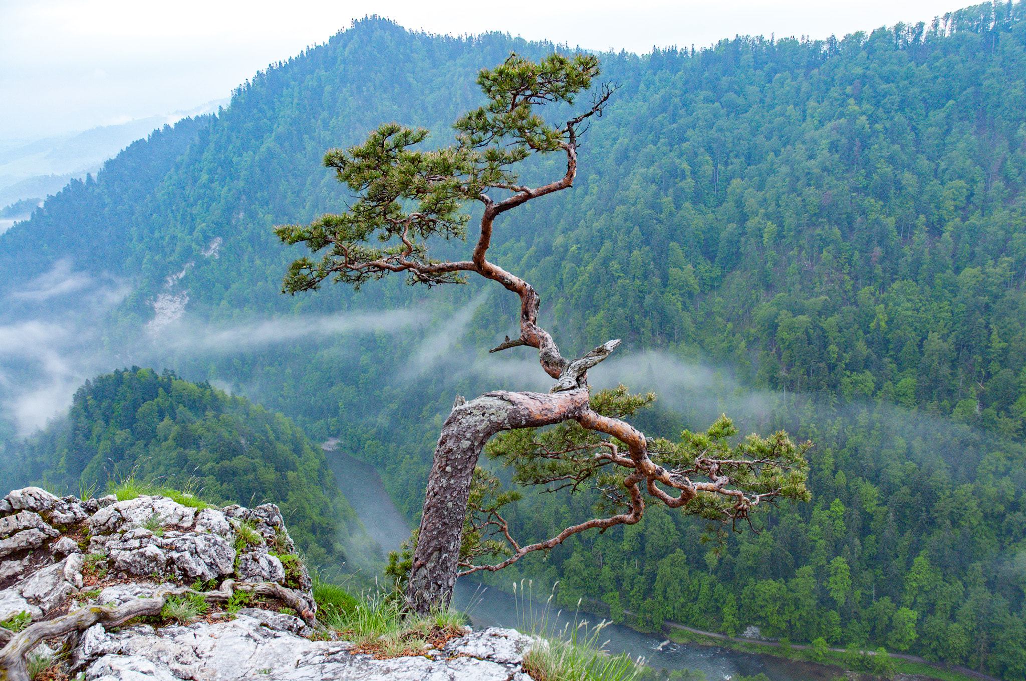 Nikon D300S sample photo. Sokolia tree photography