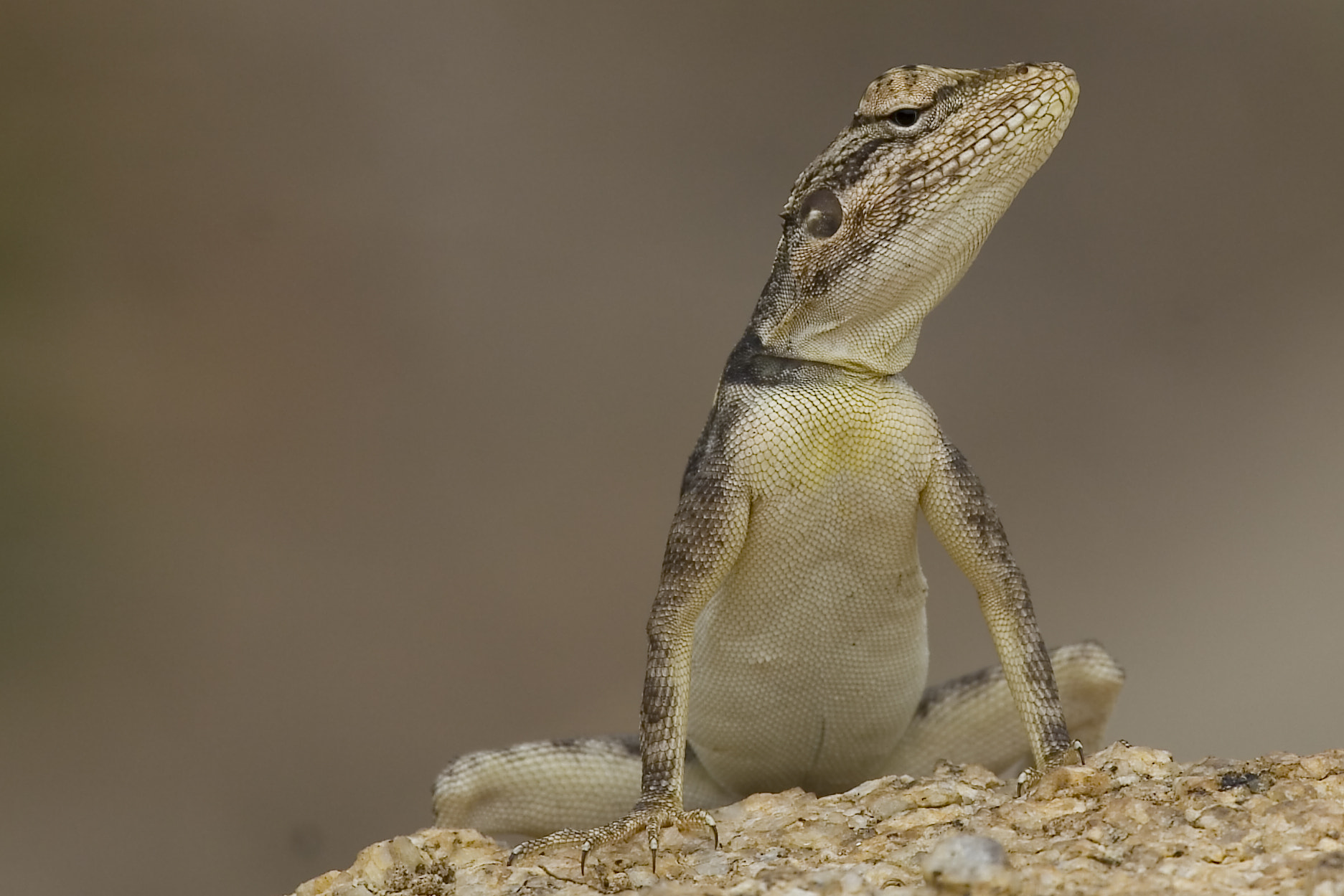 Canon EF 100-400mm F4.5-5.6L IS USM sample photo. Arrogant lizard photography