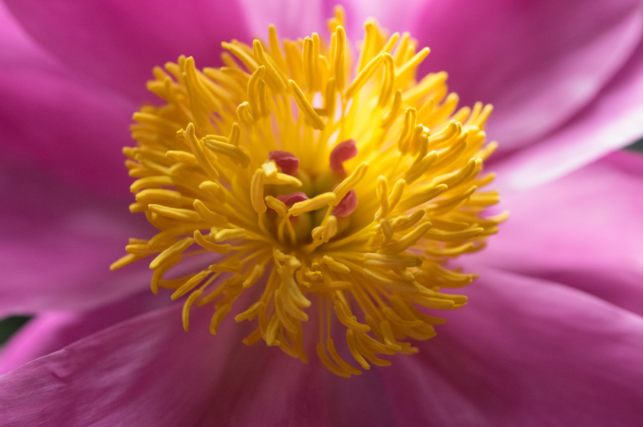 Pentax K-3 + smc PENTAX-FA Macro 50mm F2.8 sample photo. Peony macro photography