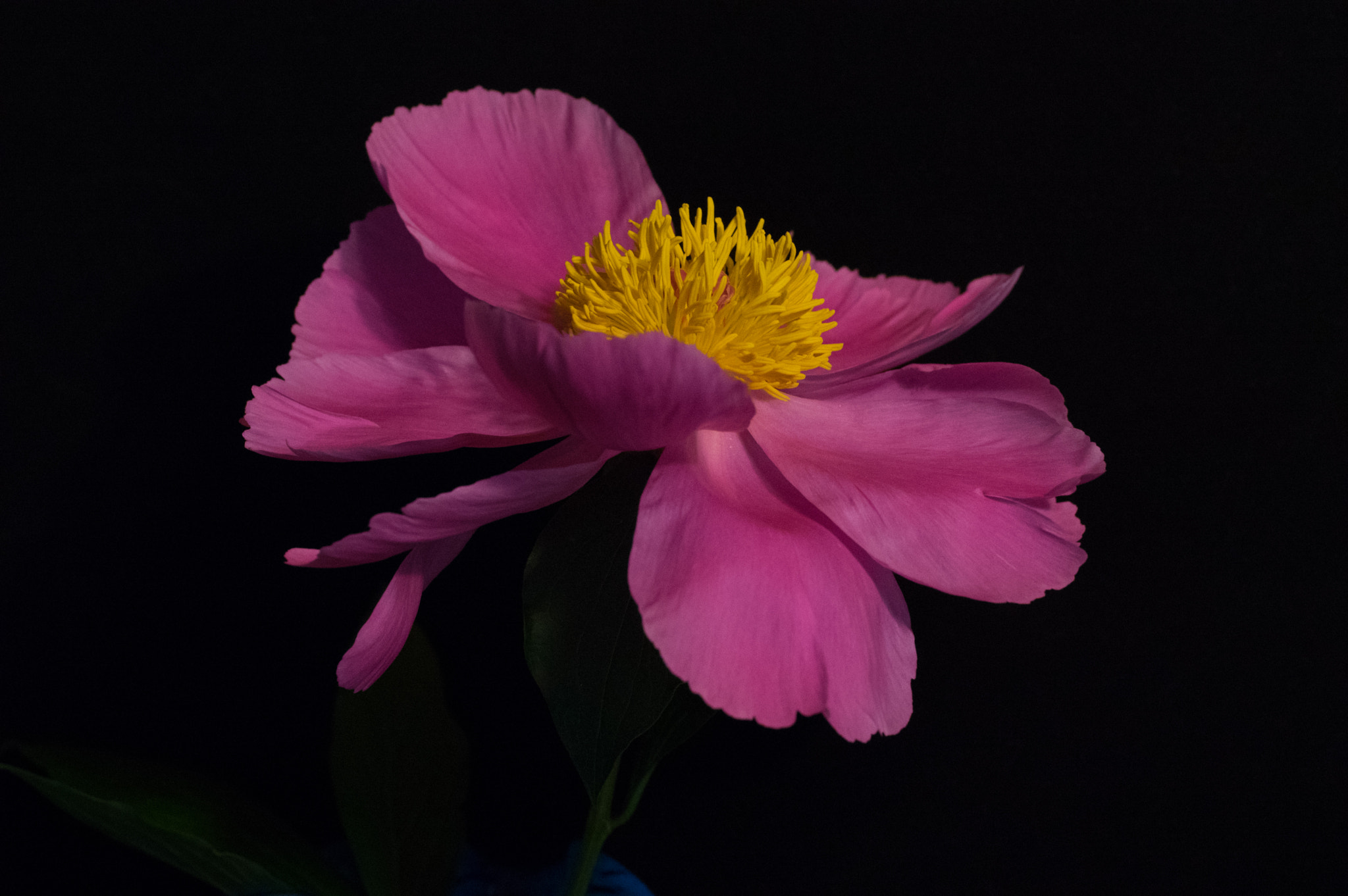Pentax K-3 + smc PENTAX-FA Macro 50mm F2.8 sample photo. Peony  photography