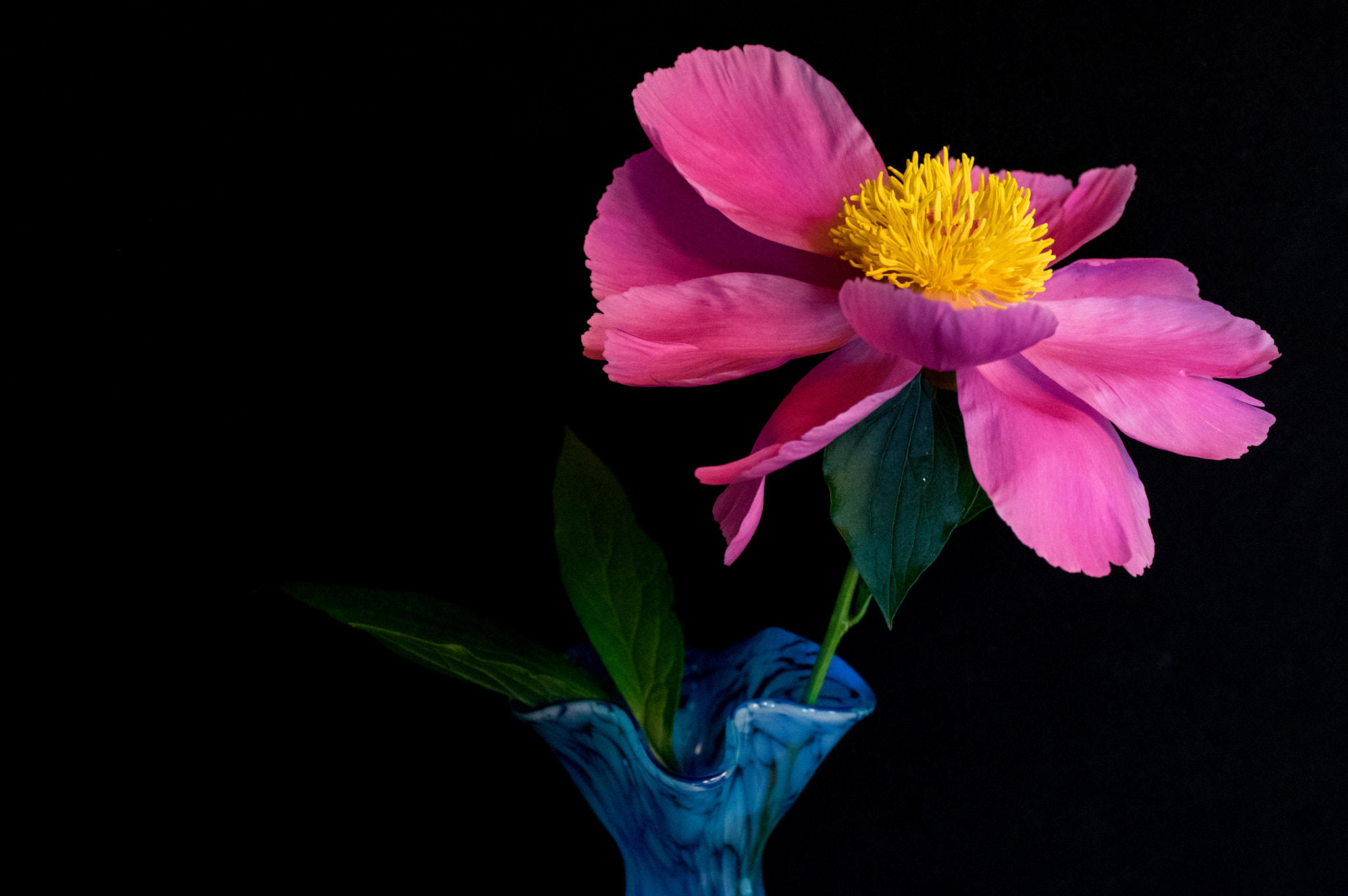 Pentax K-3 + smc PENTAX-FA Macro 50mm F2.8 sample photo. Peony  photography