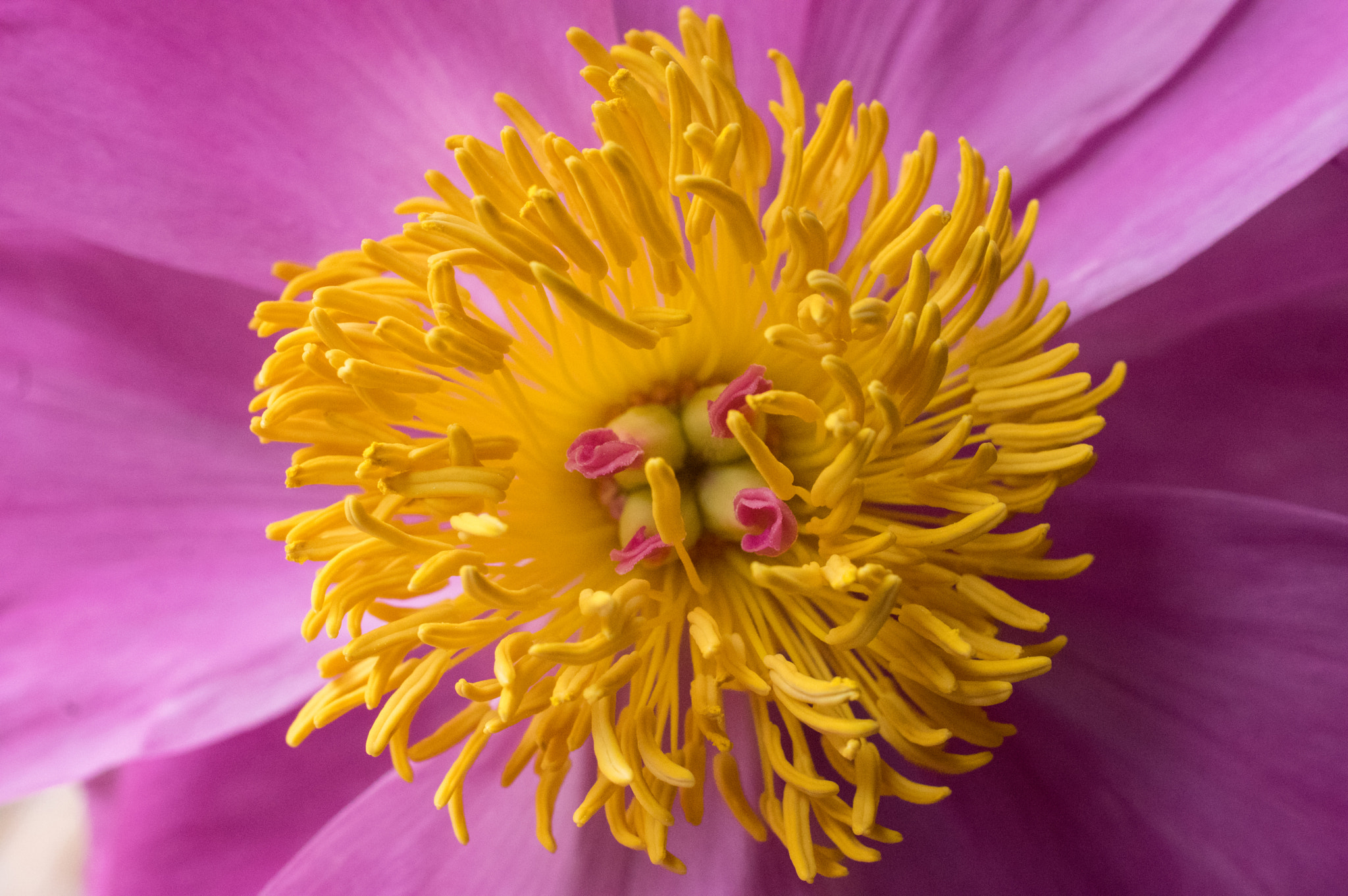 Pentax smc DA 35mm F2.8 Macro Limited sample photo. Peony center photography