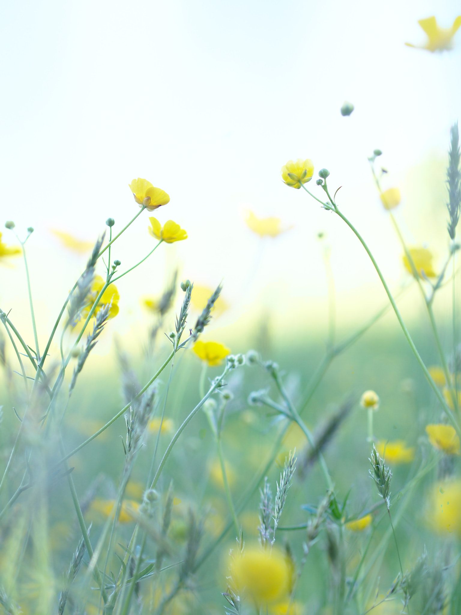 meadow detail