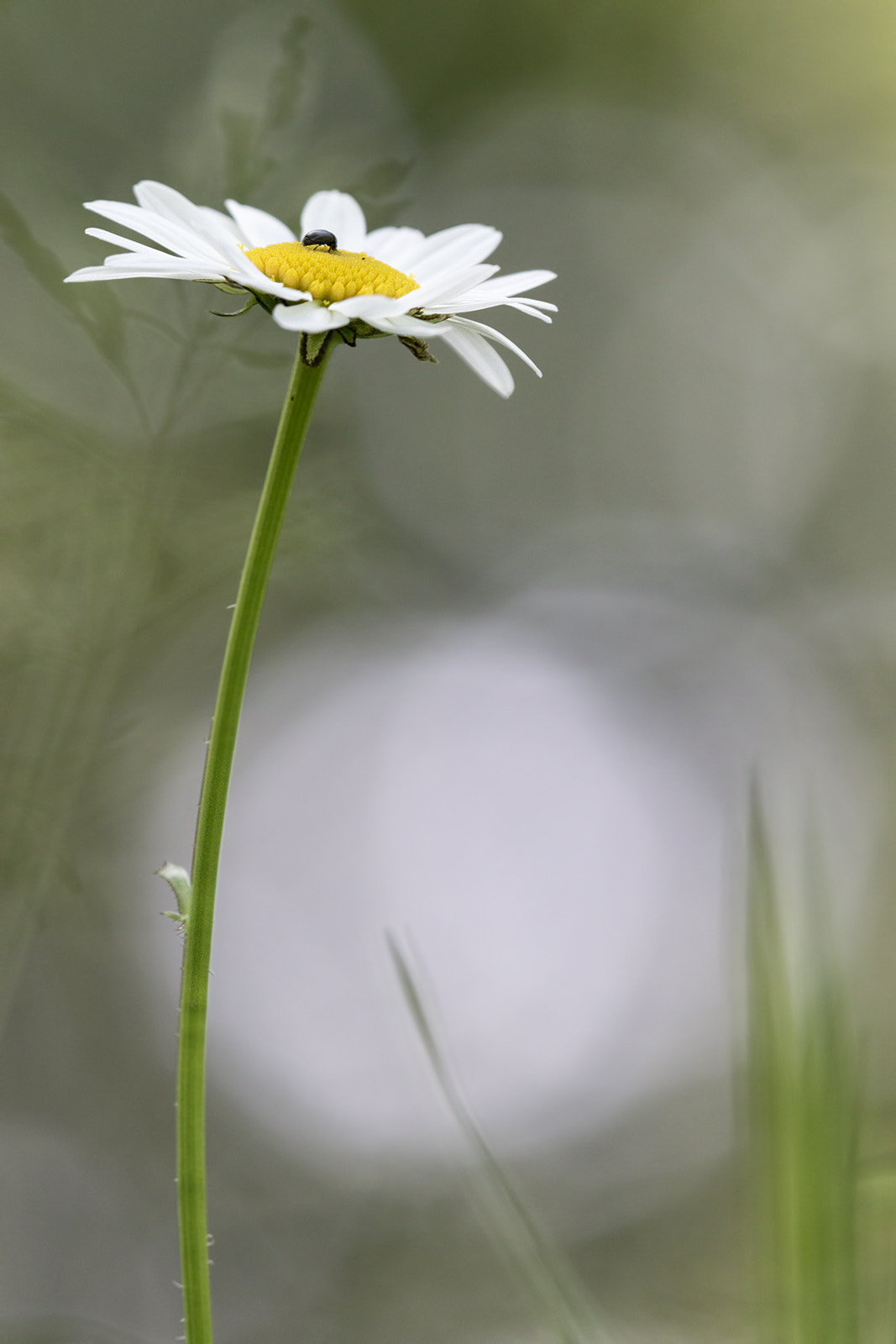 Tamron SP AF 180mm F3.5 Di LD (IF) Macro sample photo. Marguerite photography