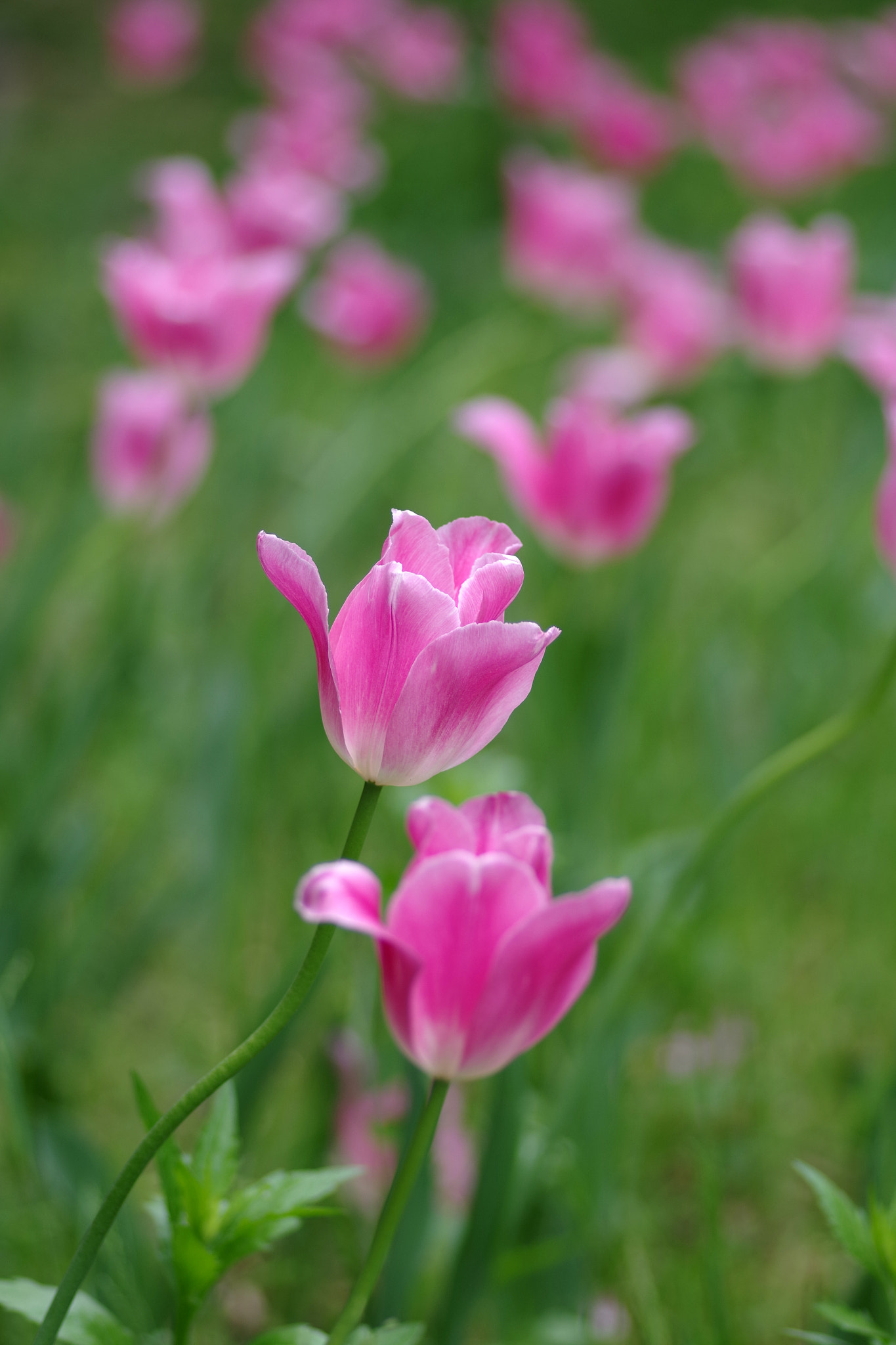 Pentax smc D-FA 100mm F2.8 Macro WR sample photo. Tulip photography