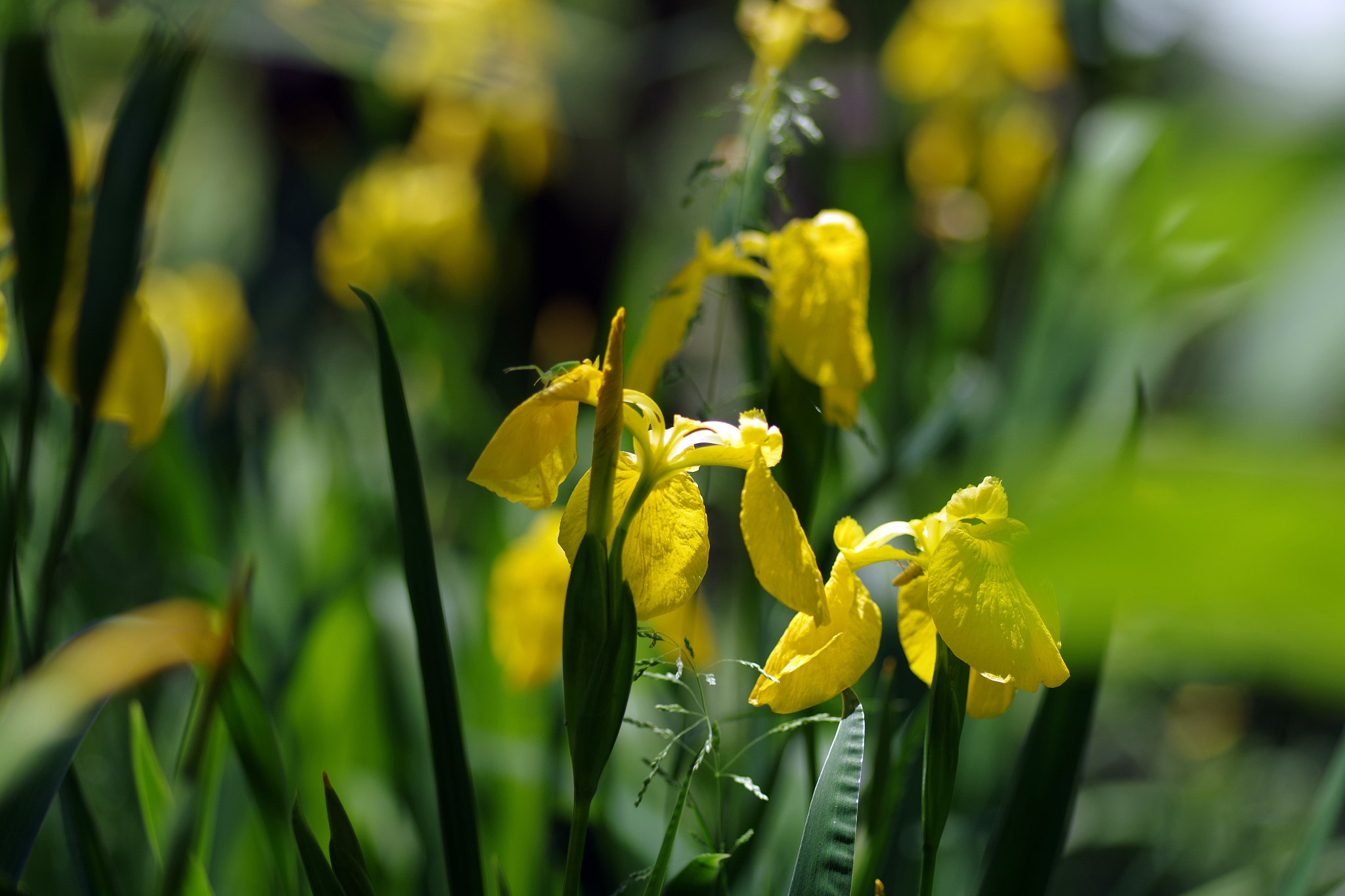 Pentax smc D-FA 100mm F2.8 Macro WR sample photo. Iris photography