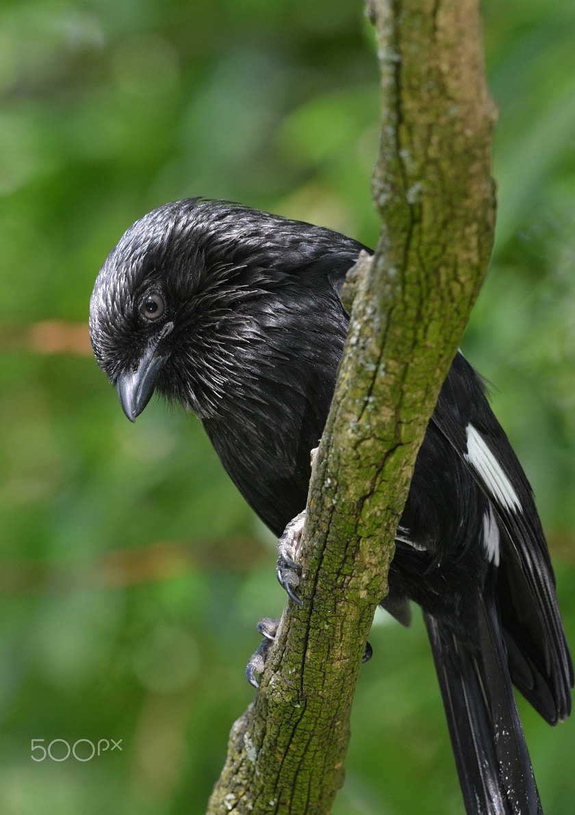 Nikon D800 + Nikon AF-S Nikkor 400mm F2.8G ED VR II sample photo. Elsterwürger (corvinella melanoleuca) photography