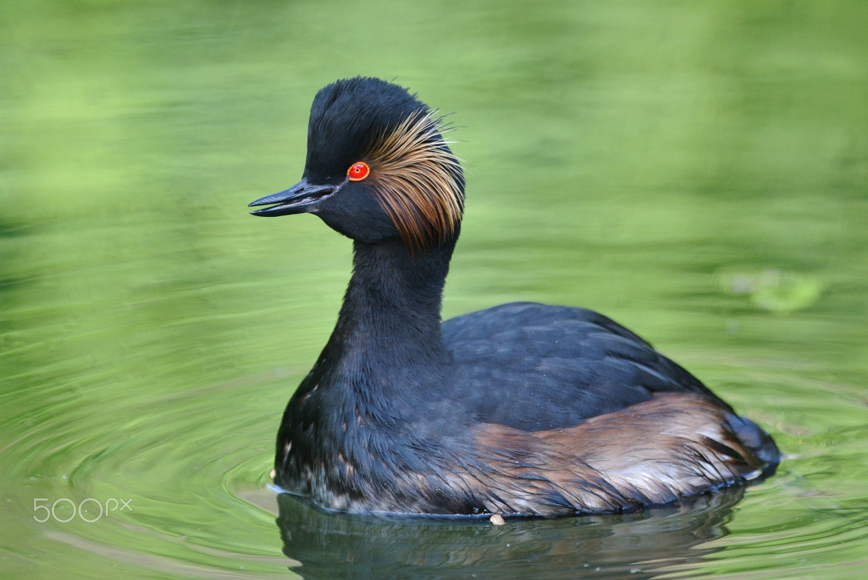 Nikon AF-S Nikkor 400mm F2.8G ED VR II sample photo. Schwarzhalstaucher (podiceps nigricollis) photography