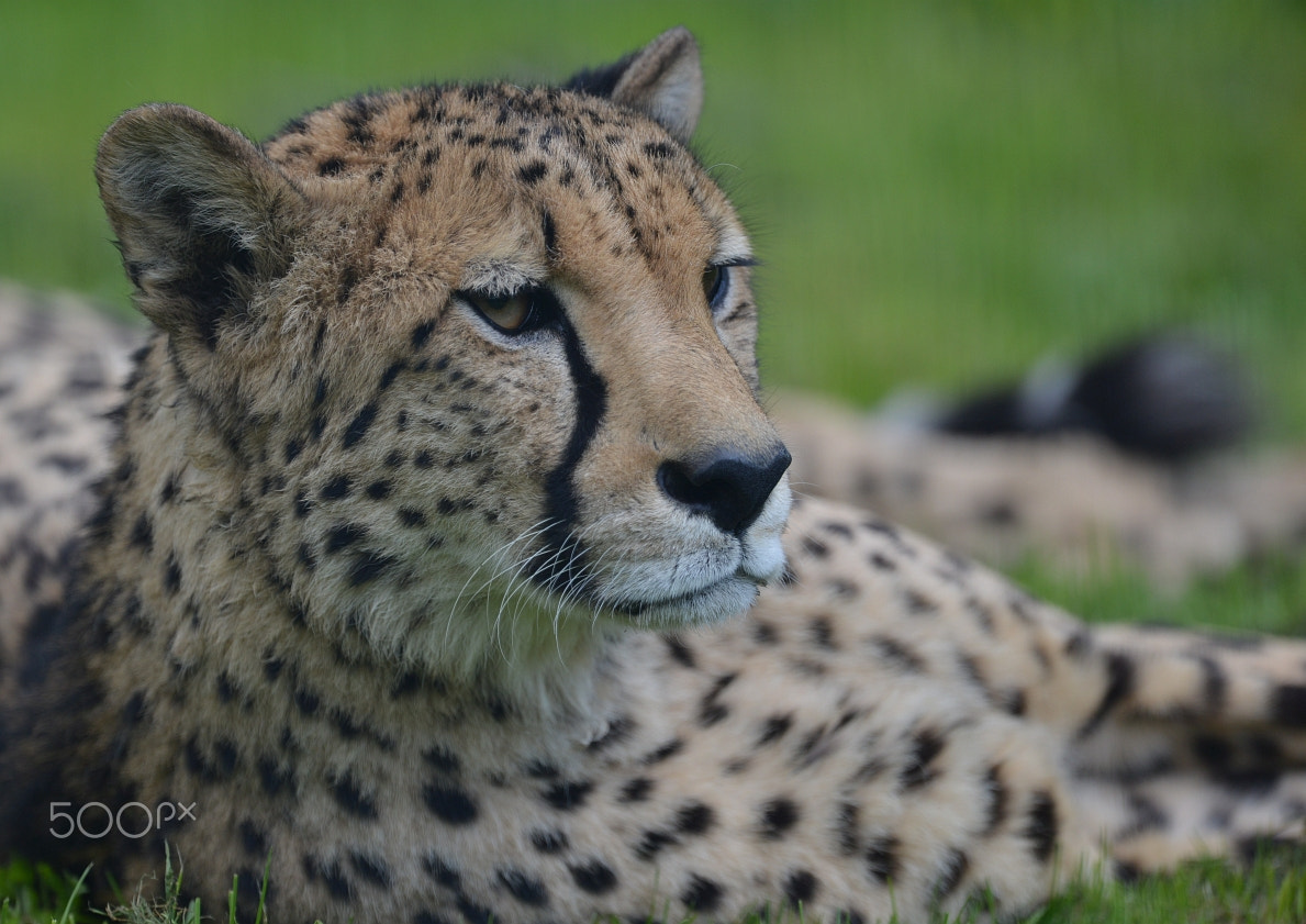 Nikon D800 + Nikon AF-S Nikkor 400mm F2.8G ED VR II sample photo. Gepard (acinonyx jubatus) photography