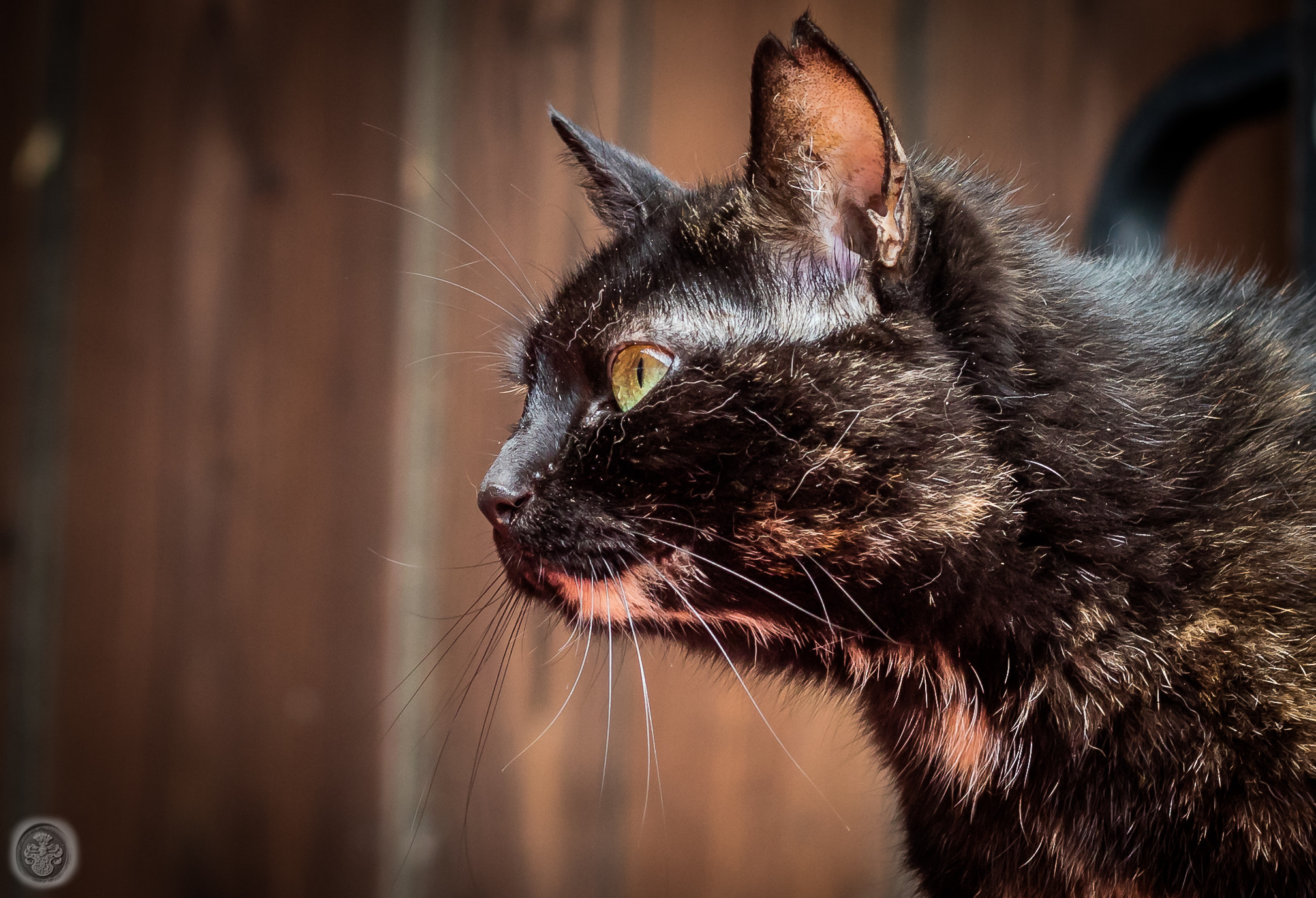 Canon EOS 5DS + Canon EF 50mm F1.8 STM sample photo. ...bandit cat... photography
