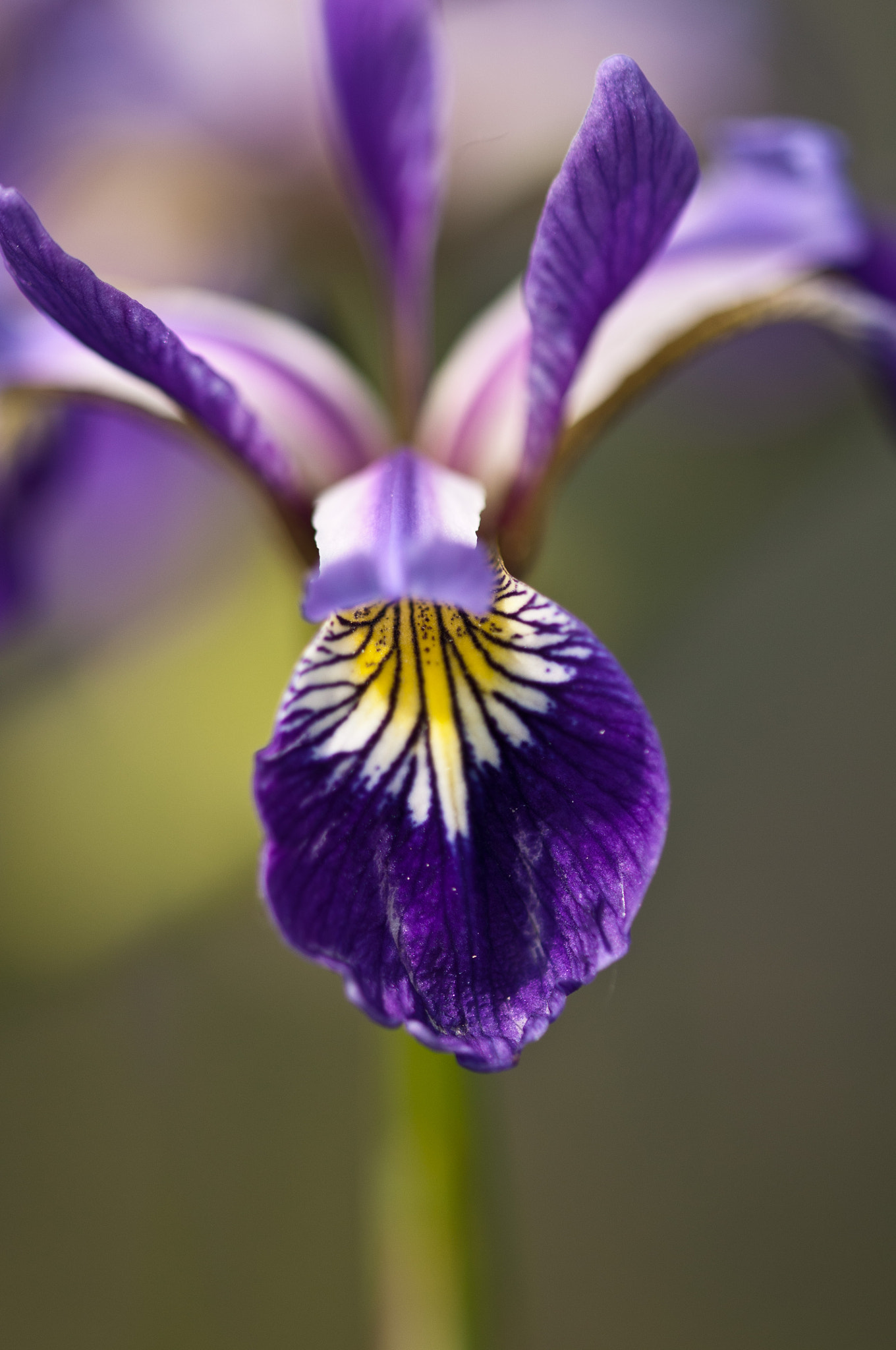 Sigma 105mm F2.8 EX DG OS HSM sample photo. Iris photography