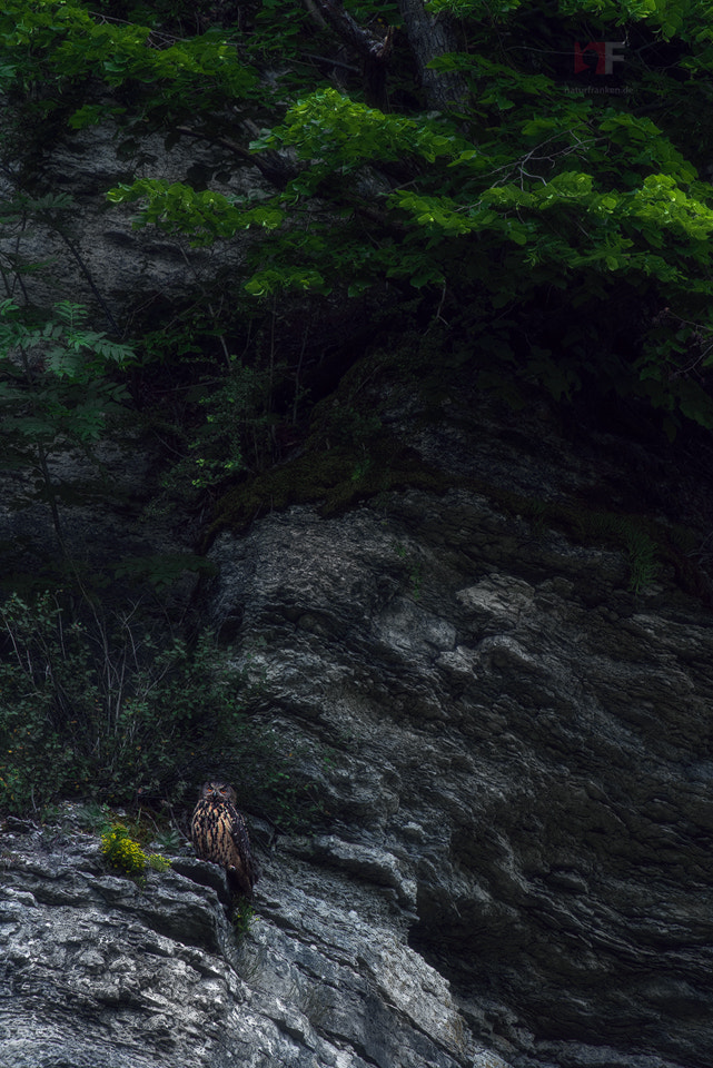 Nikon AF-S Nikkor 400mm F2.8G ED VR II sample photo. King of the cliffs photography