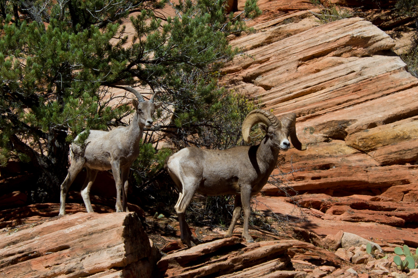 Nikon D3S sample photo. The full circle ram photography