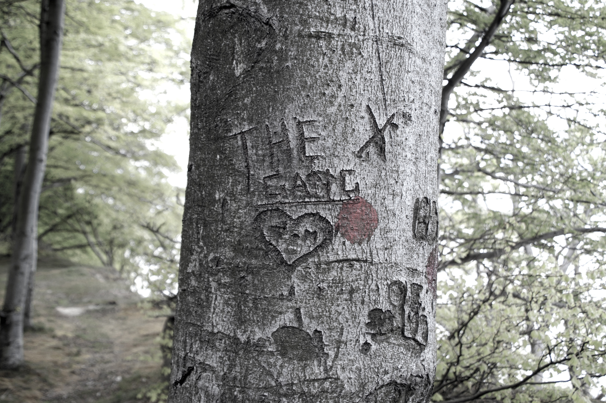 KONICA MINOLTA MAXXUM 5D sample photo. Written in wood photography