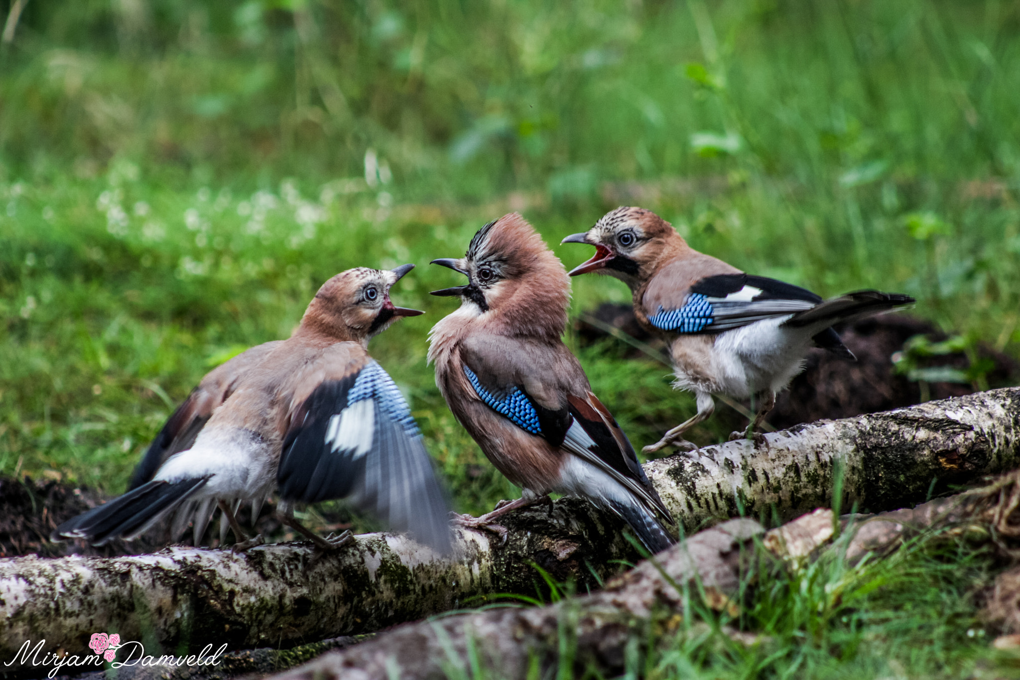 Canon EF 75-300mm f/4-5.6 USM sample photo. Ze maken ruzie om wie eerst te eten krijgt deze 3 vlaamse gaaien photography