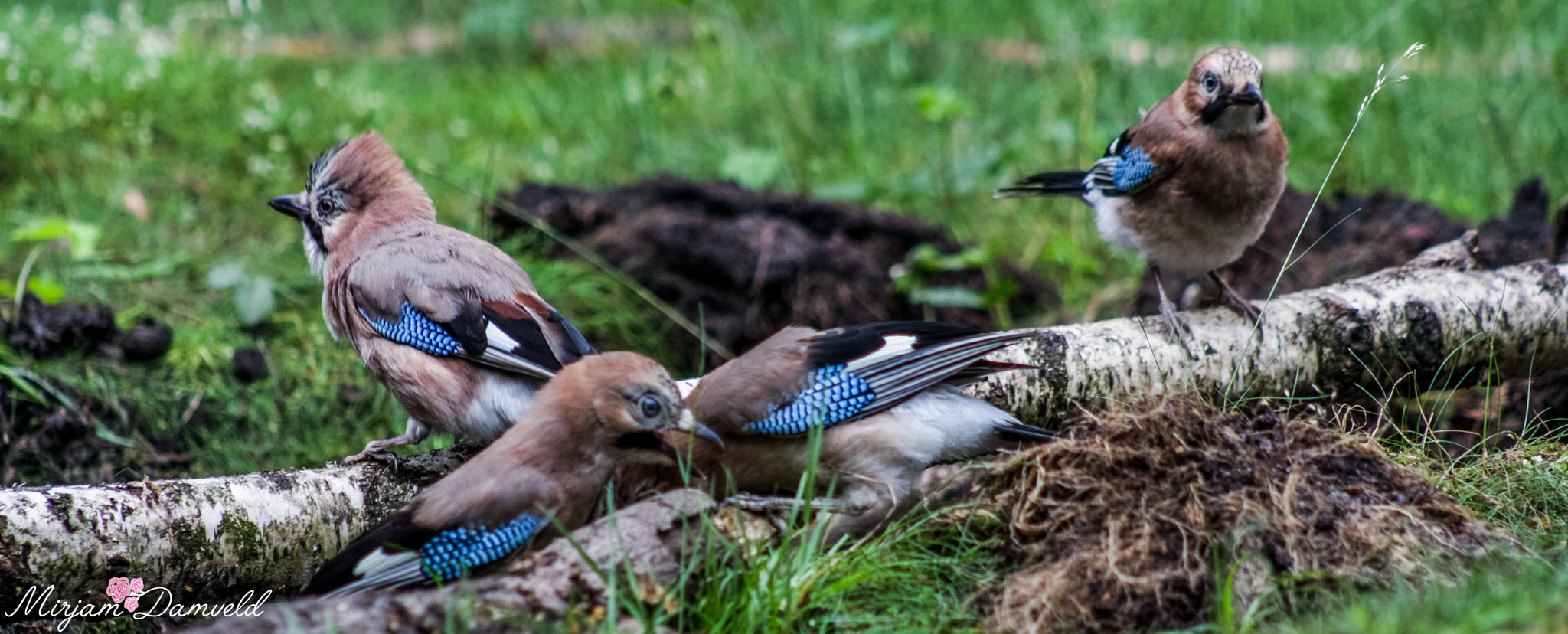 Canon EF 75-300mm f/4-5.6 USM sample photo. 4 vlaamse gaaien en nog 1 in boom wauw photography