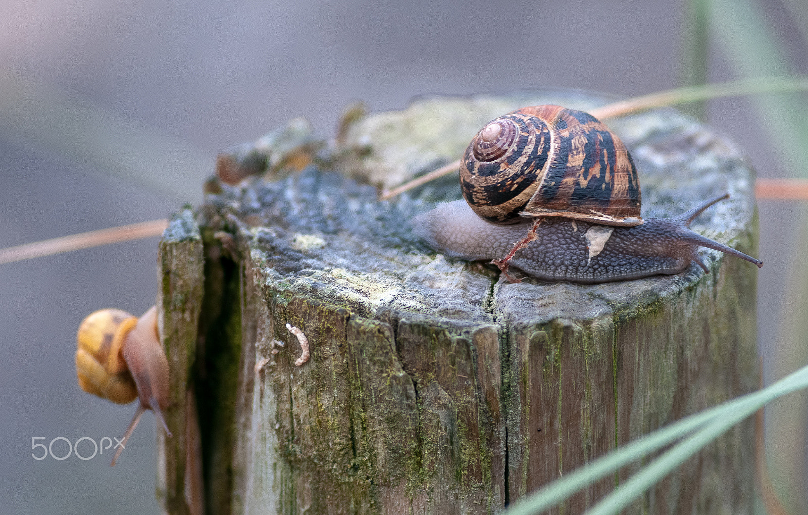 Nikon D300 + AF Nikkor 180mm f/2.8 IF-ED sample photo. Snail photos photography