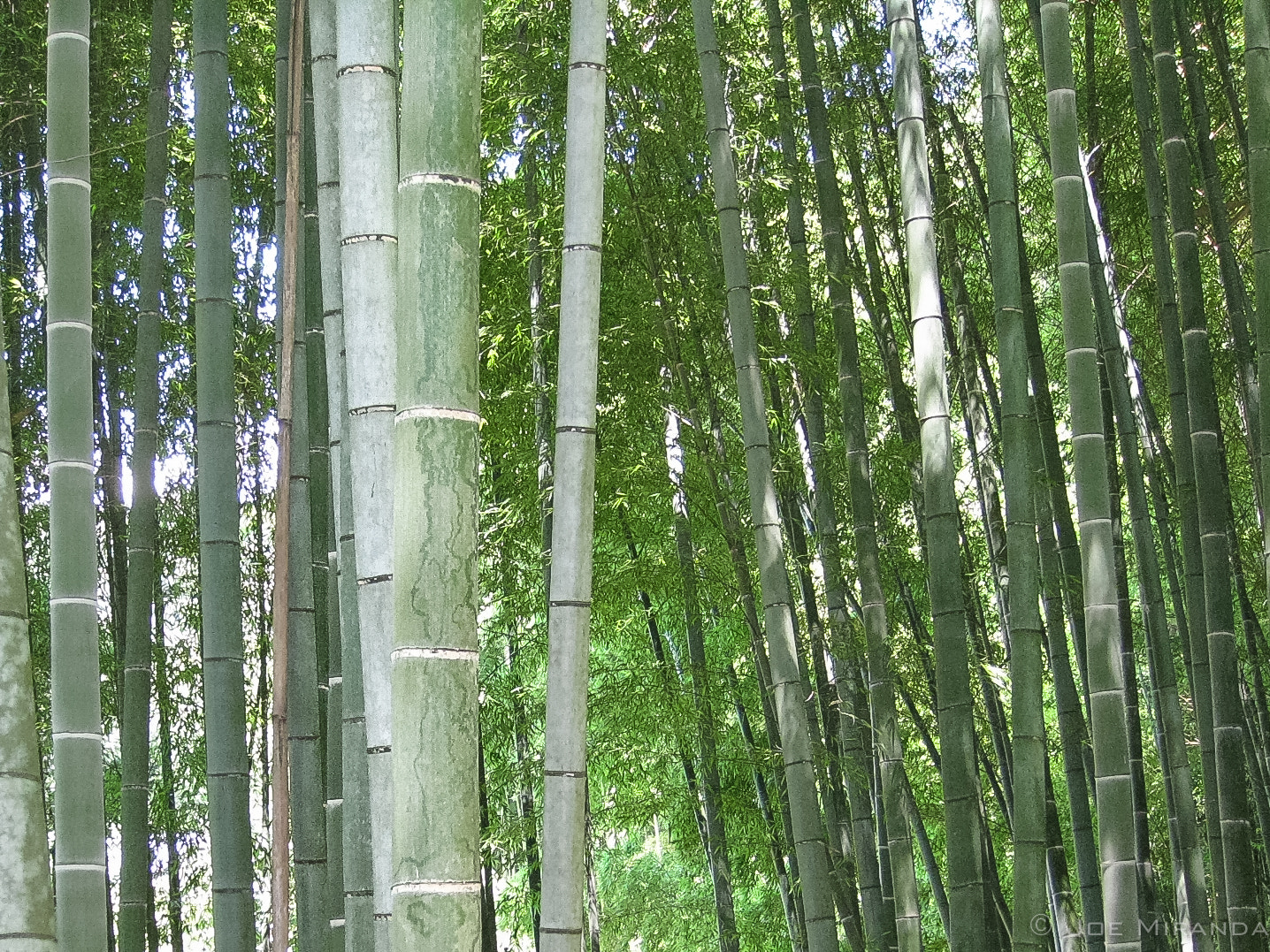 Canon PowerShot SD890 IS (Digital IXUS 970 IS / IXY Digital 820 IS) sample photo. Ginkakuji bamboo photography