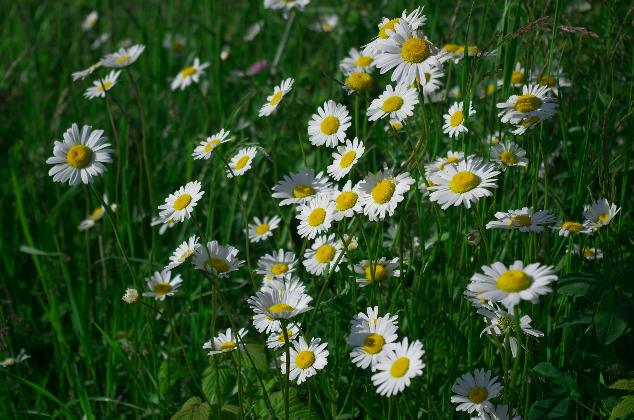 Pentax K-30 sample photo. White daisy's photography