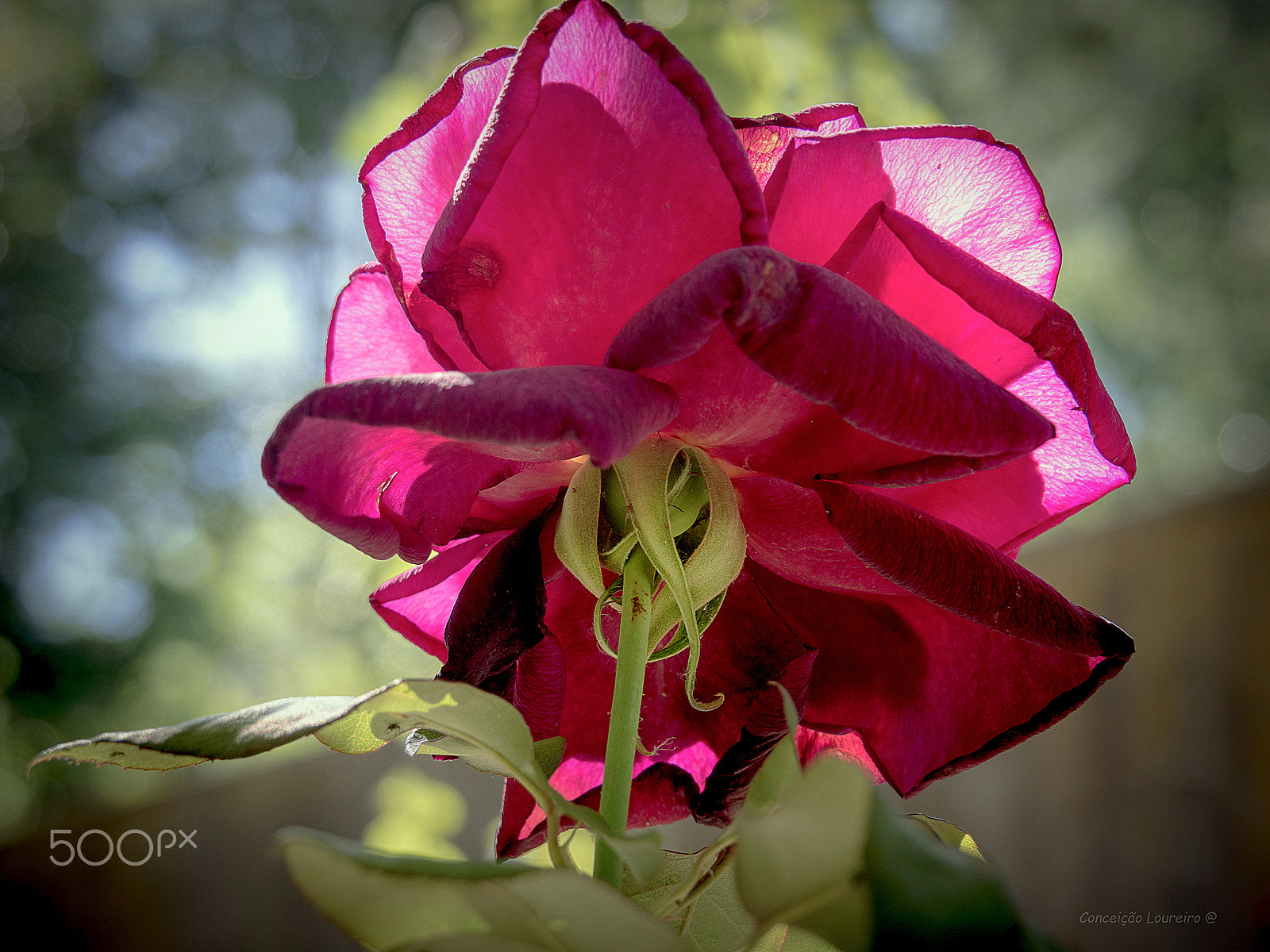 OLYMPUS M.14-150mm F4.0-5.6 II sample photo. The sun and the rose photography