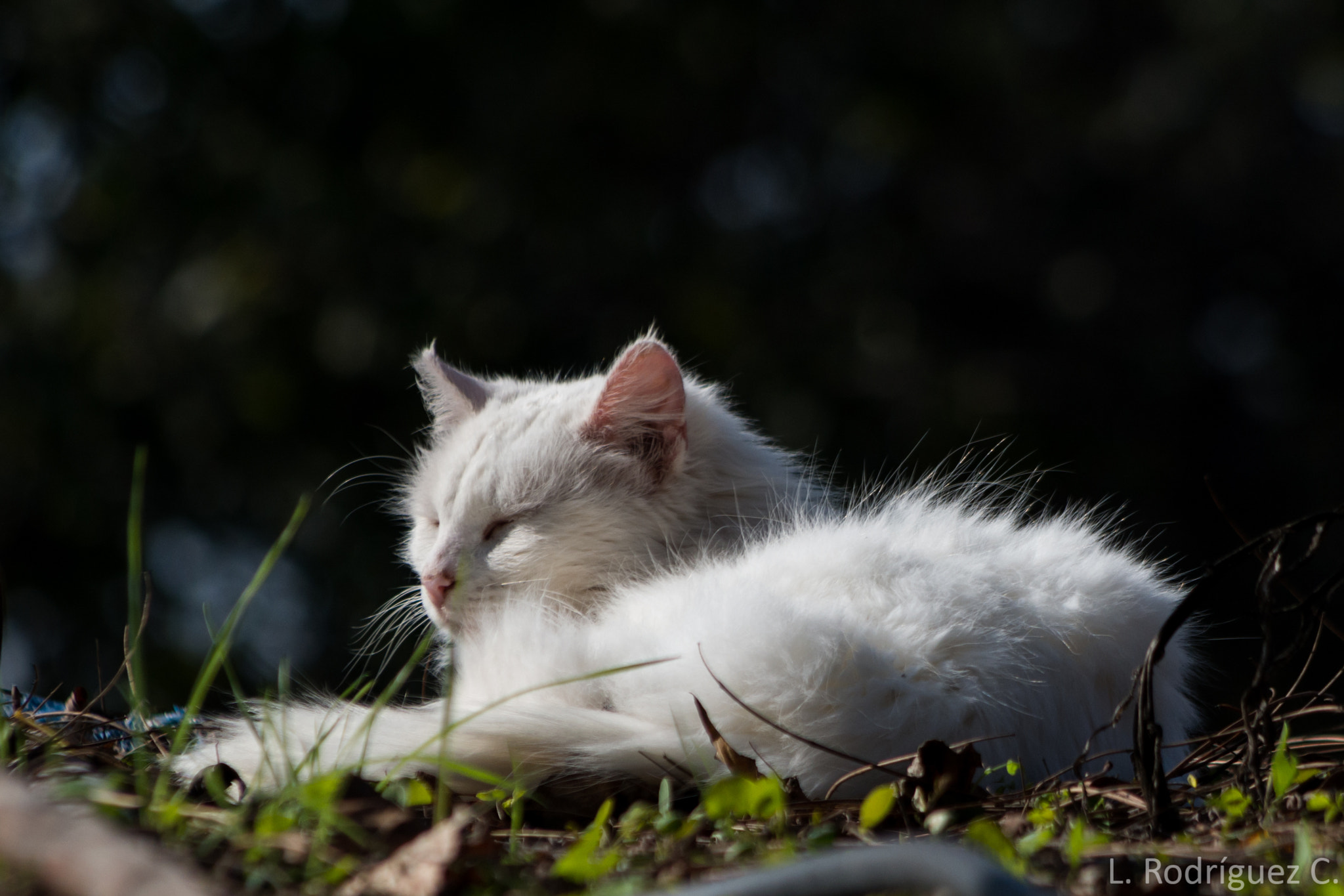 smc PENTAX-DA L 55-300mm F4-5.8 ED sample photo. Marie photography