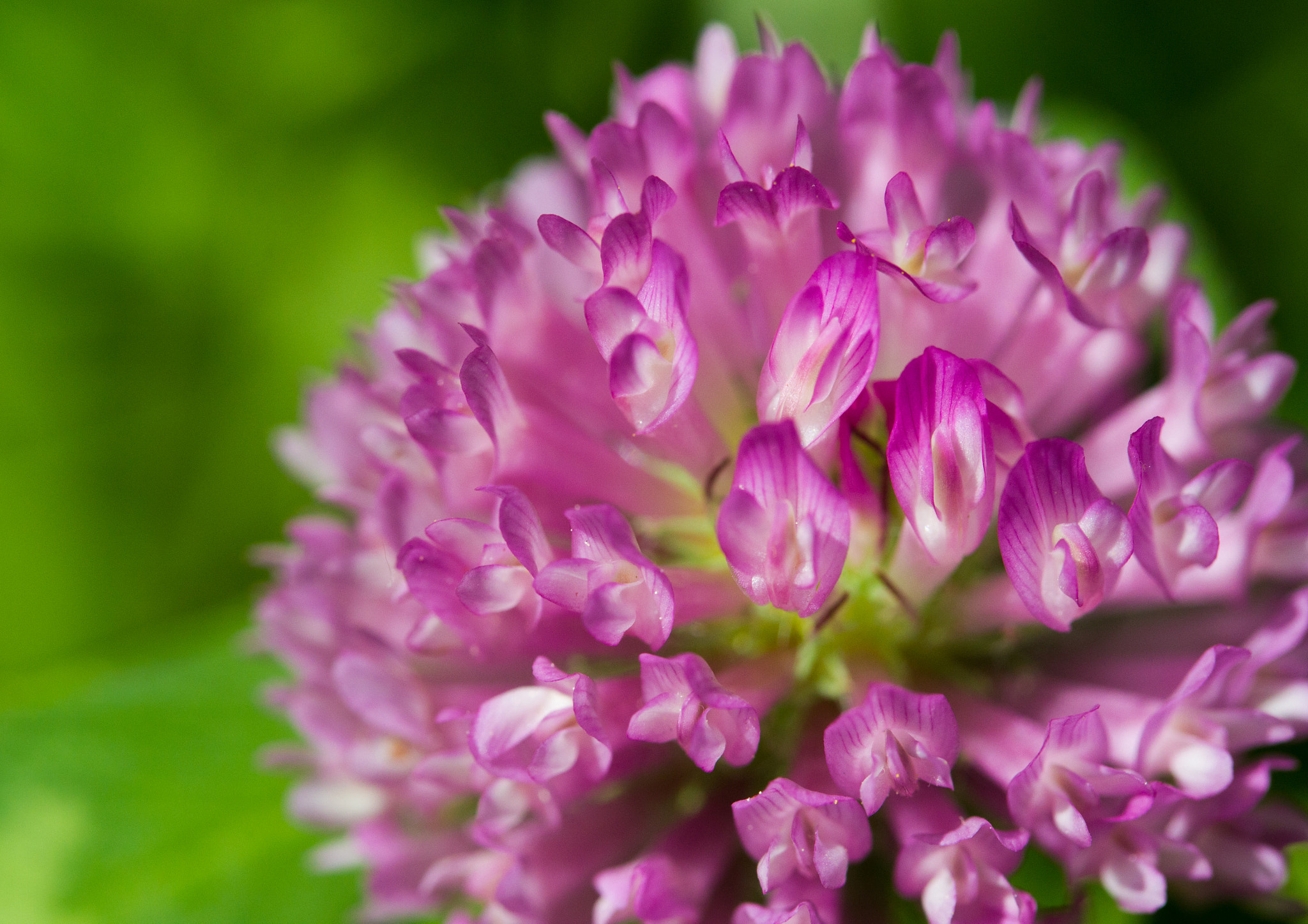 Canon EF-S 60mm F2.8 Macro USM sample photo. Clover in the sun photography