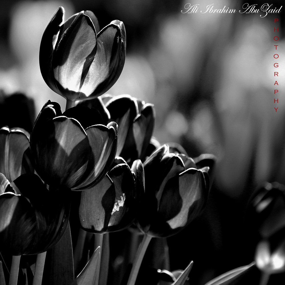 Canon EF 70-200mm F2.8L USM sample photo. Tulip photography